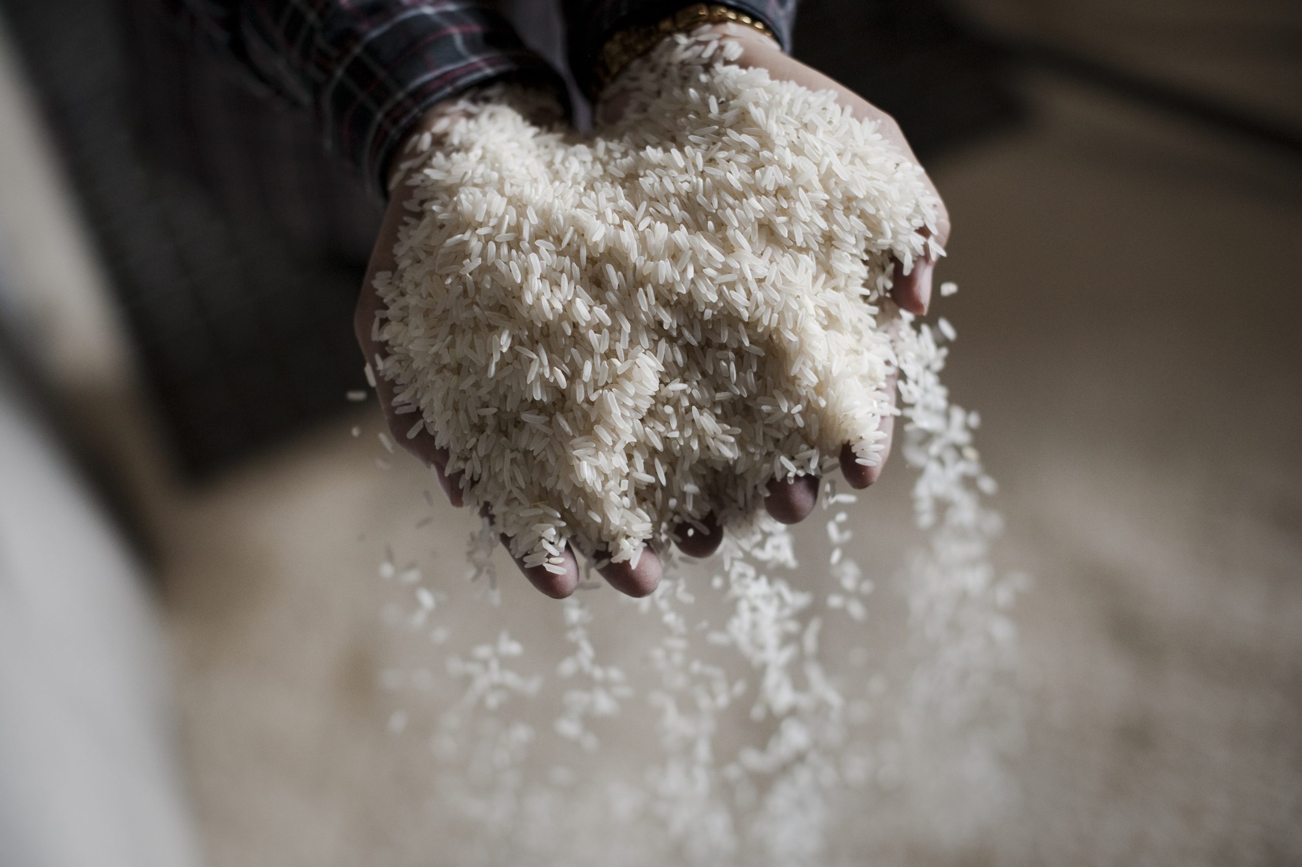 Nova rotulagem do arroz defende agricultores, industriais e consumidores, afirmam os orizicultores do Ribatejo