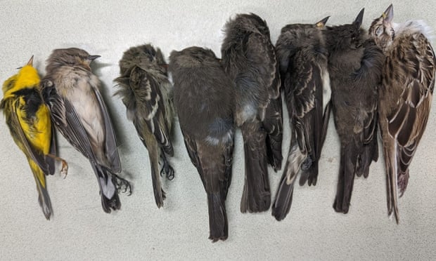 Milhares de pássaros “caíram do céu” no sudoeste dos EUA