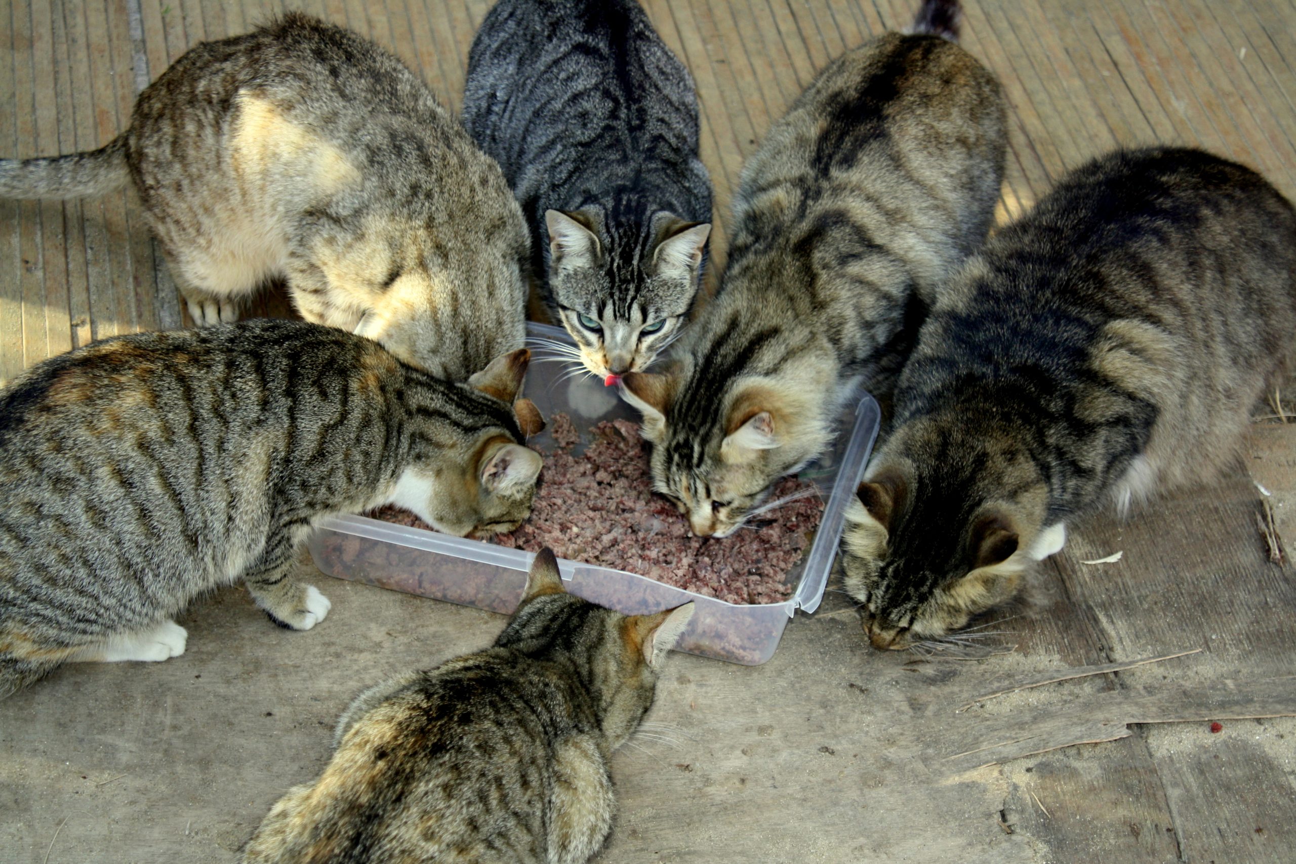 A partir de hoje, os animais deixam de ser “coisas” perante a lei