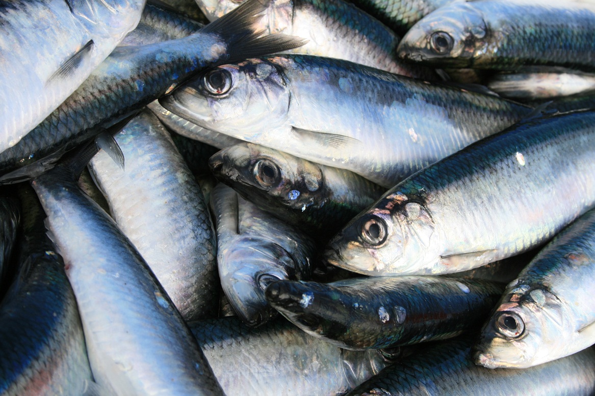 Governo admite que os limites à captura da sardinha ainda “estão em aberto”