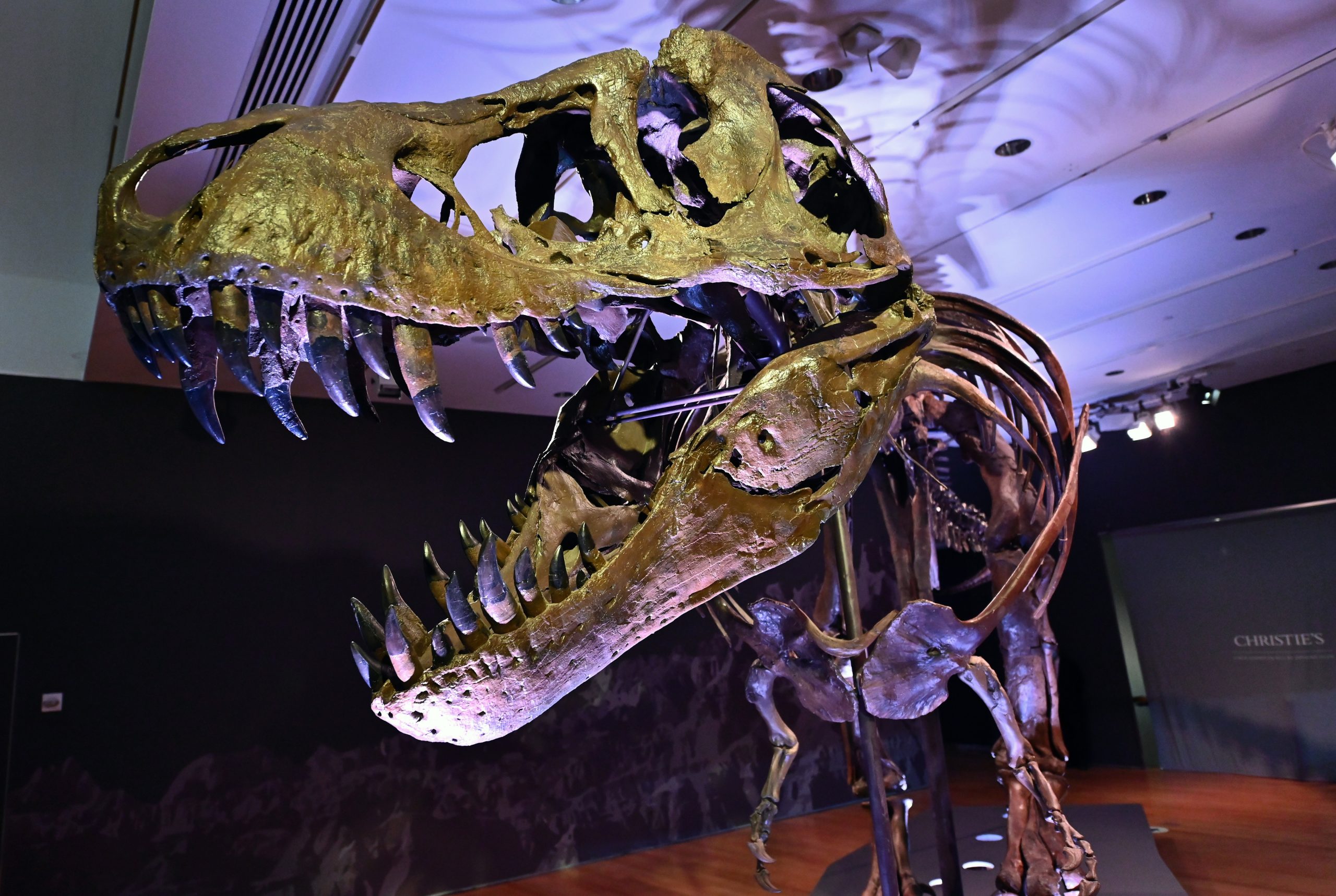 Stan, o T-Rex. Fóssil de dinossauro foi vendido por valor recorde de 31,8 milhões de dólares