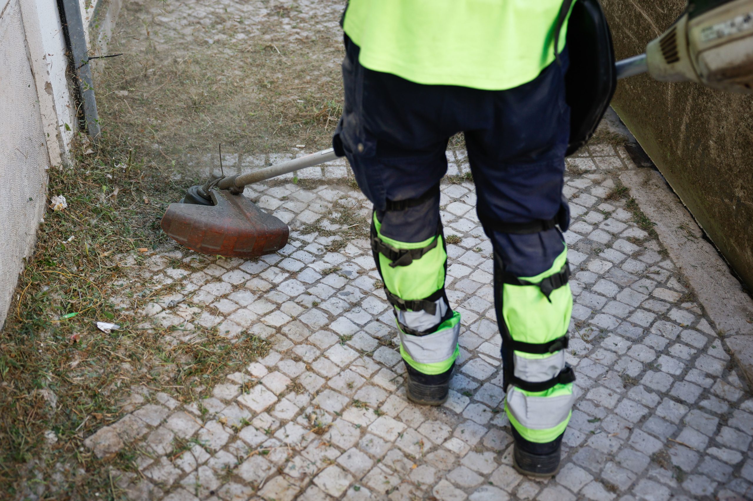 Ervas daninhas crescem pelos passeios de Lisboa e obrigam ao reforço dos trabalhos de deservagem