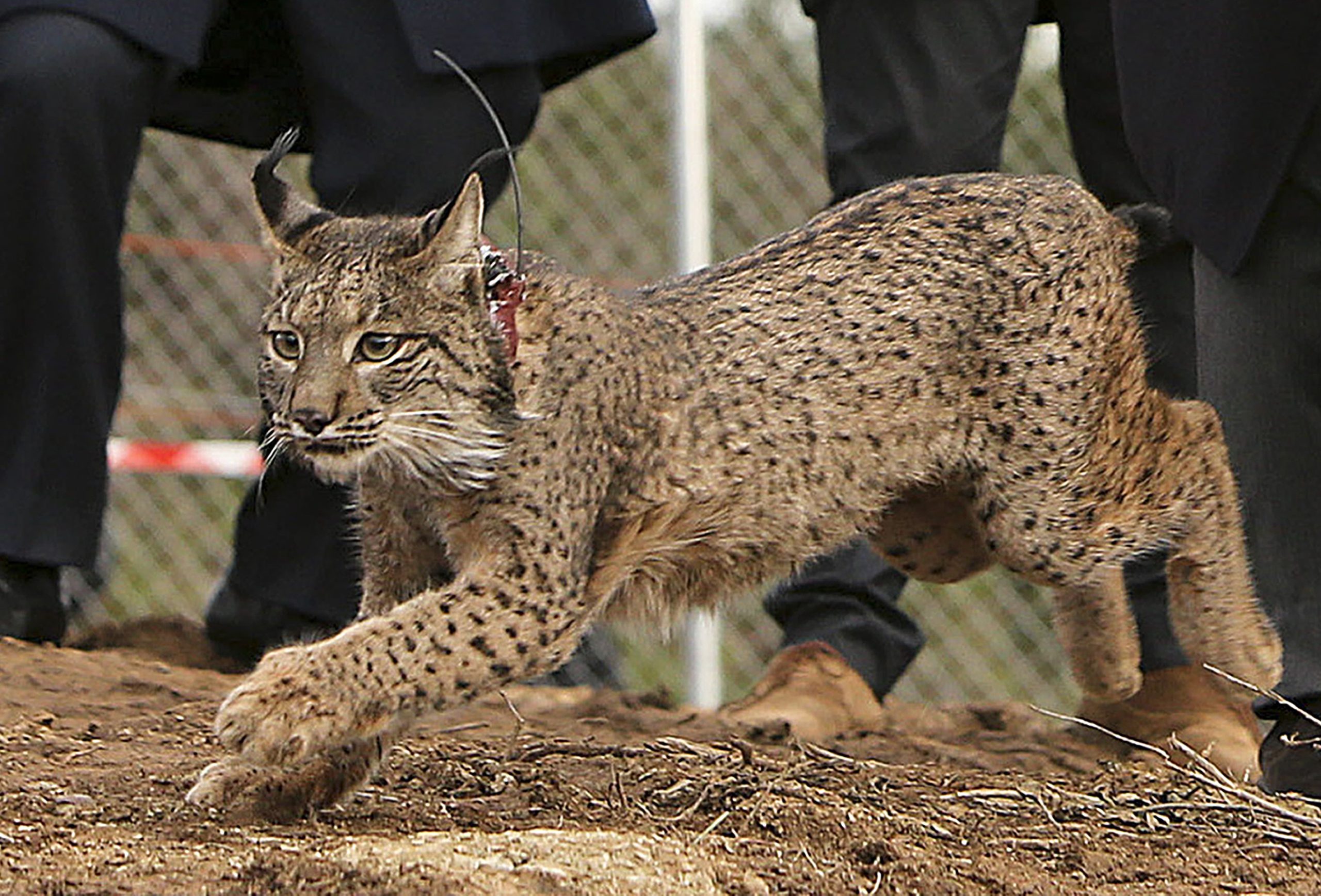 Portugal e Espanha “salvaram o lince-ibérico”