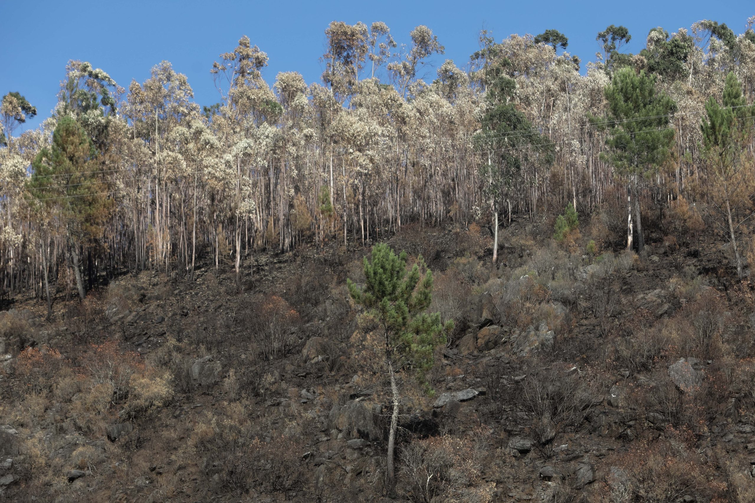 Pedrógão Grande: Autoridade Nacional deu prioridade ao incêndio de Góis pelo “histórico”