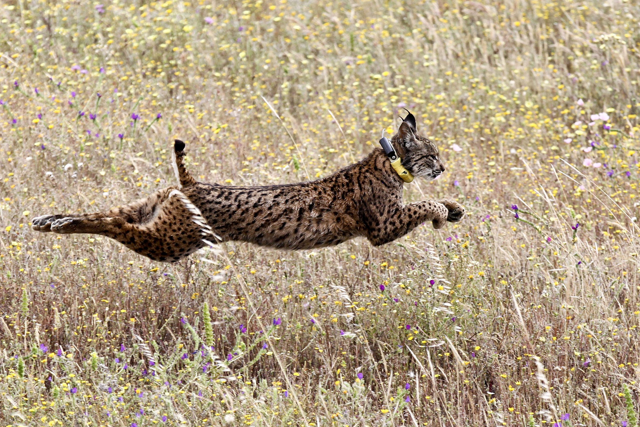 De verme a espécie protegida. Lince-ibérico já não está em risco de extinção