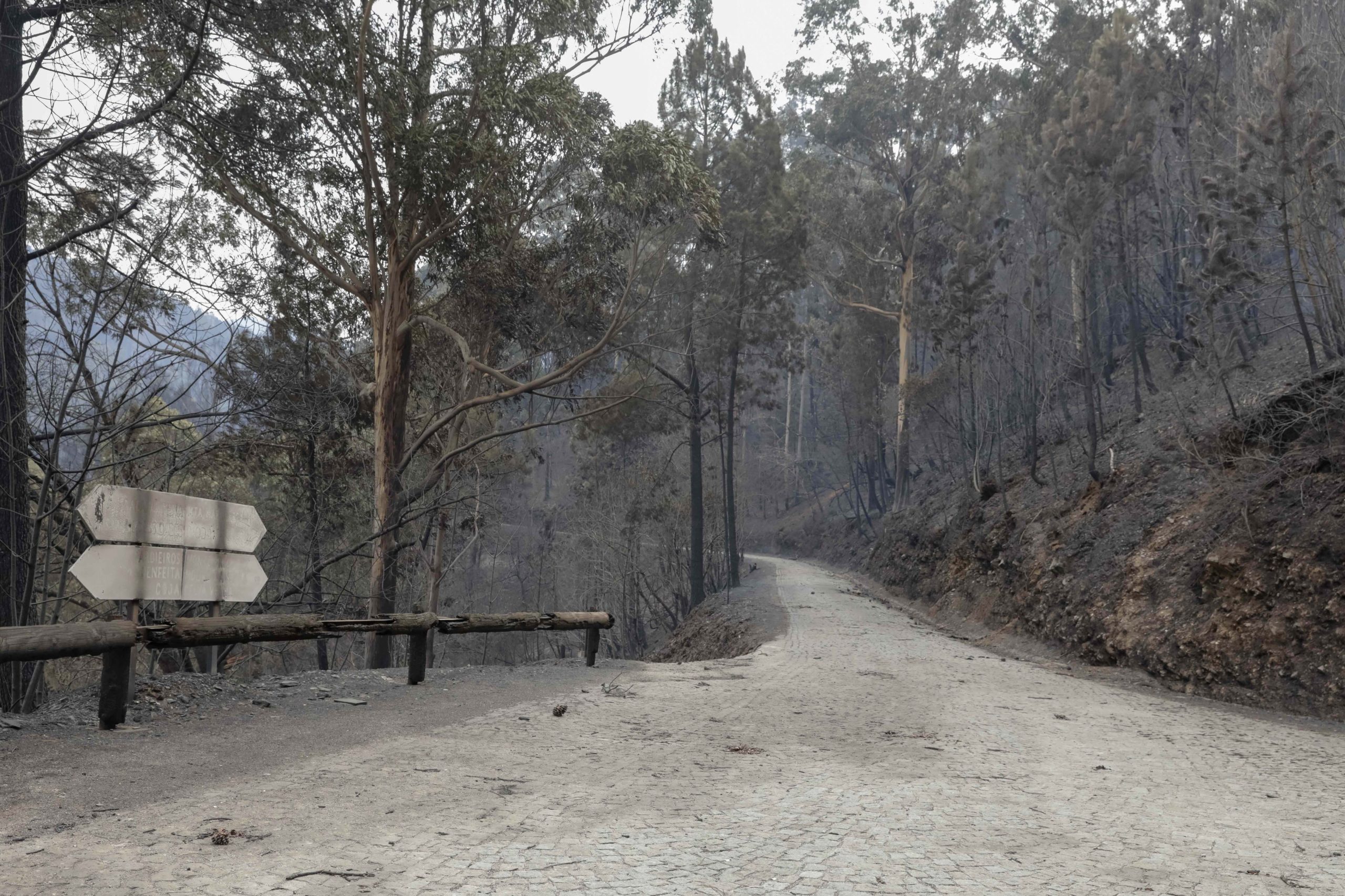 Cerca de 70% da Mata Nacional da Margaraça recuperou dos fogos de outubro