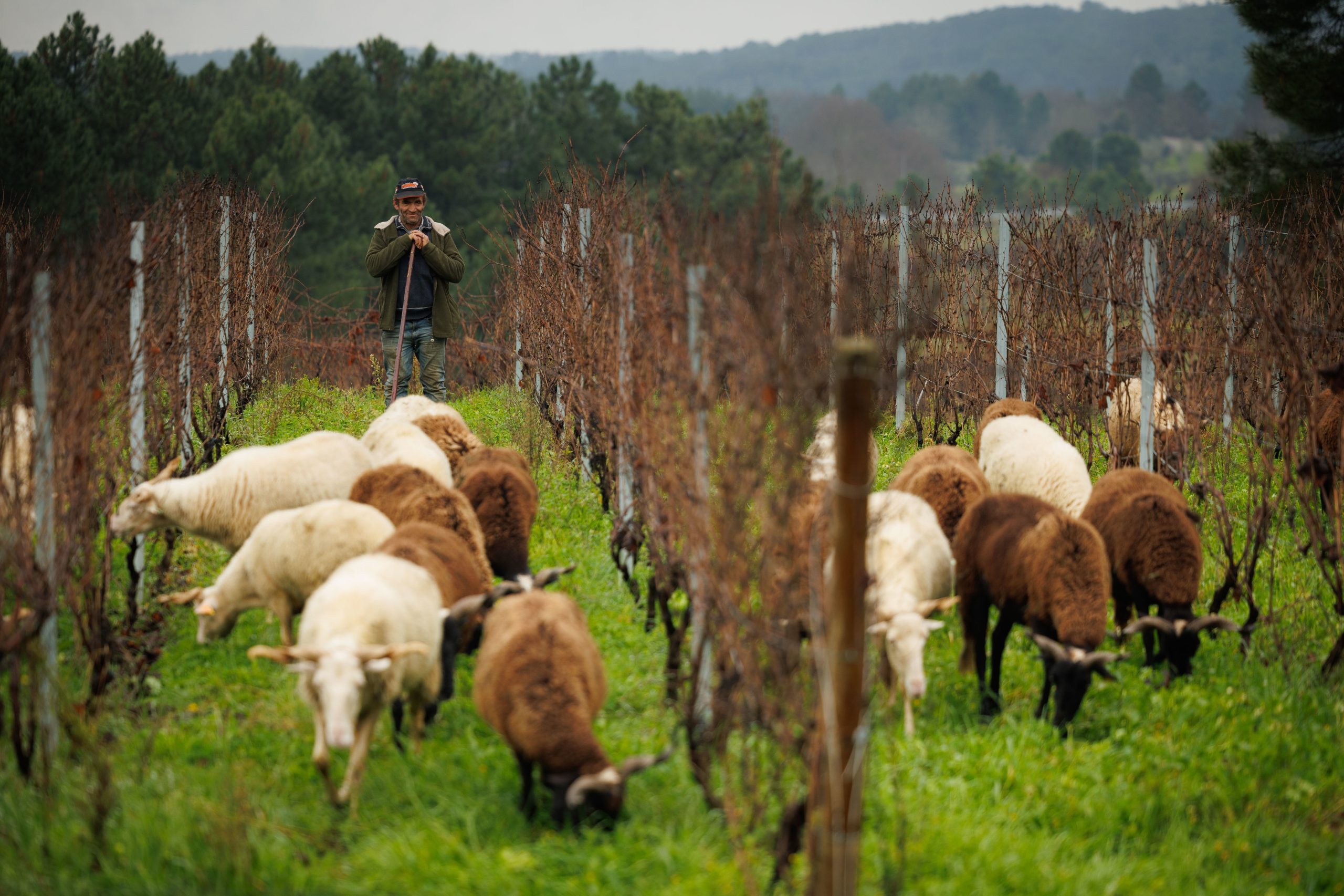 Gulbenkian financia projetos agrícolas para promover gestão sustentável da água e do solo