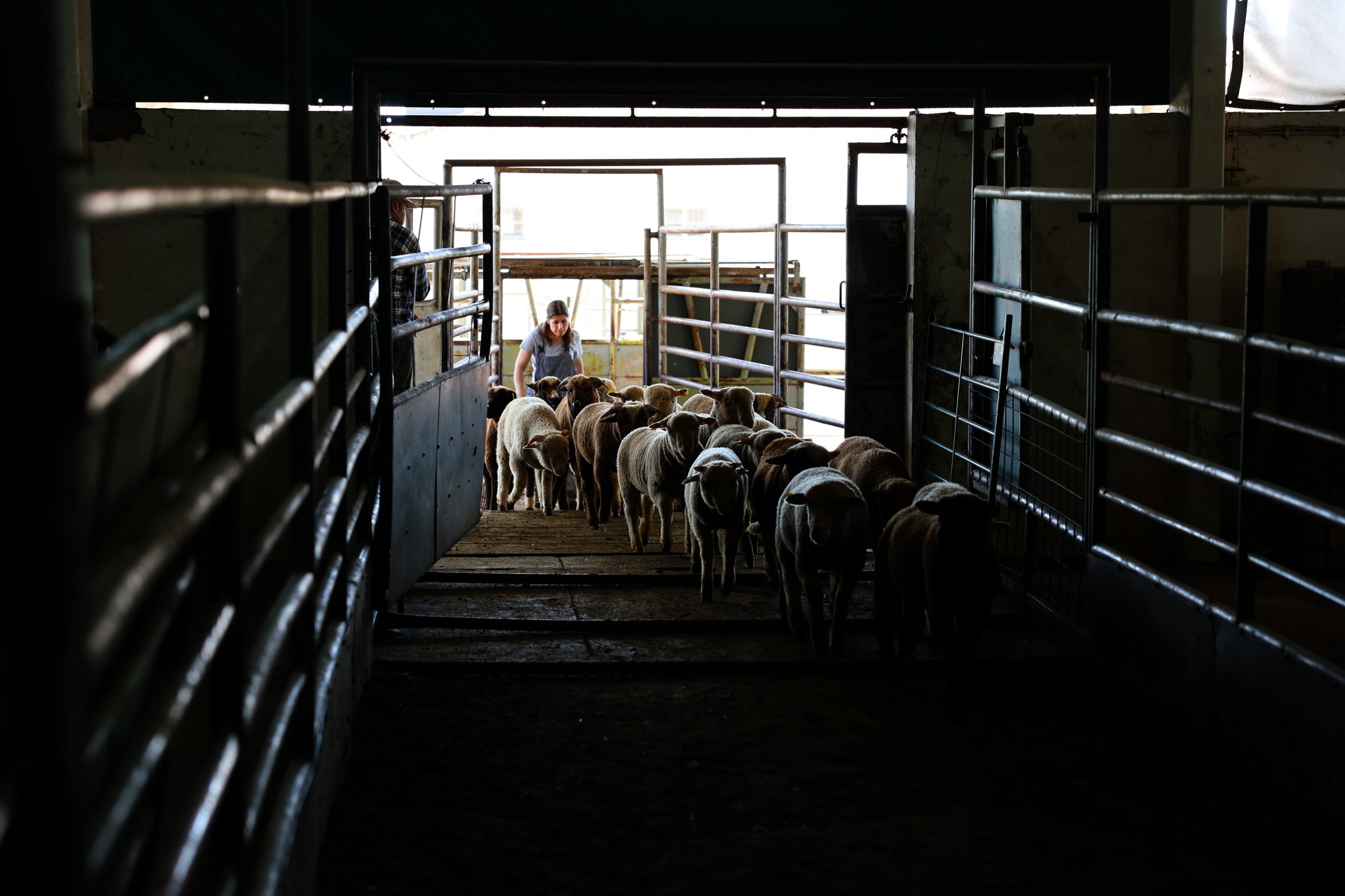Produtores de borregos no Alentejo queixam-se que valor das vendas só cobre despesas