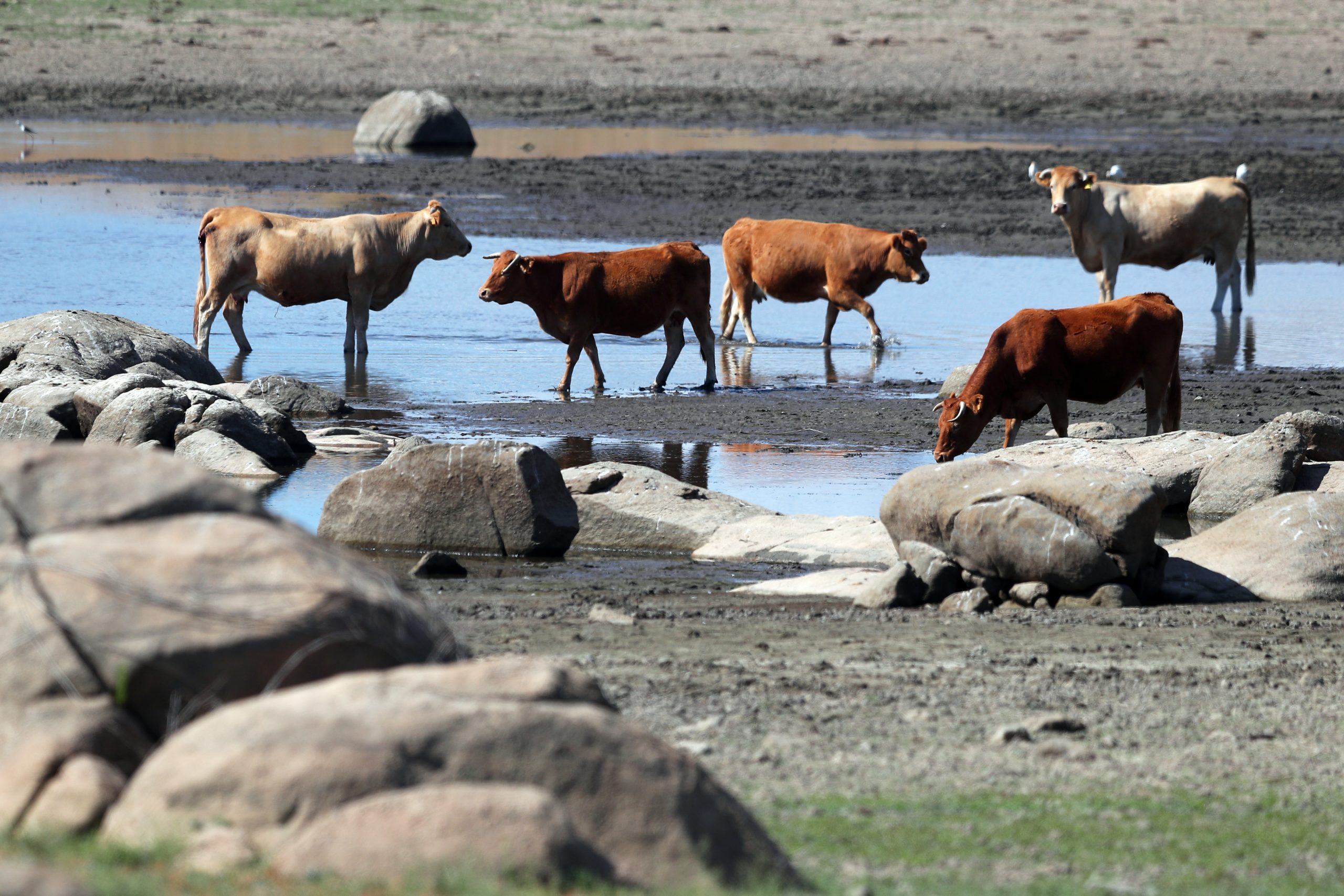 “Não há comida para os animais”. Leilões de bovinos “completamente preenchidos” até finais de julho