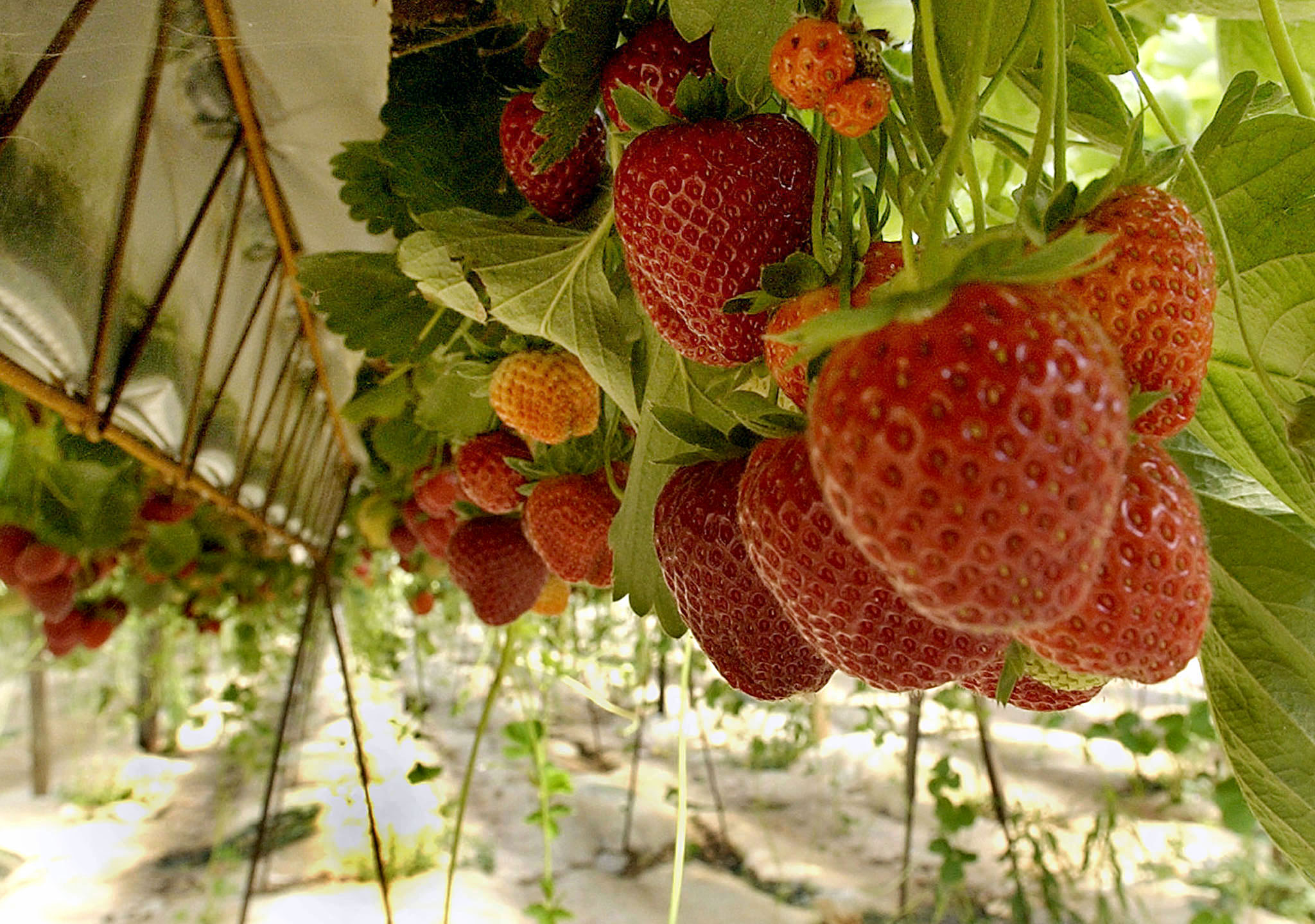 Investigadores querem controlar podridão cinzenta para prolongar vida útil do morango