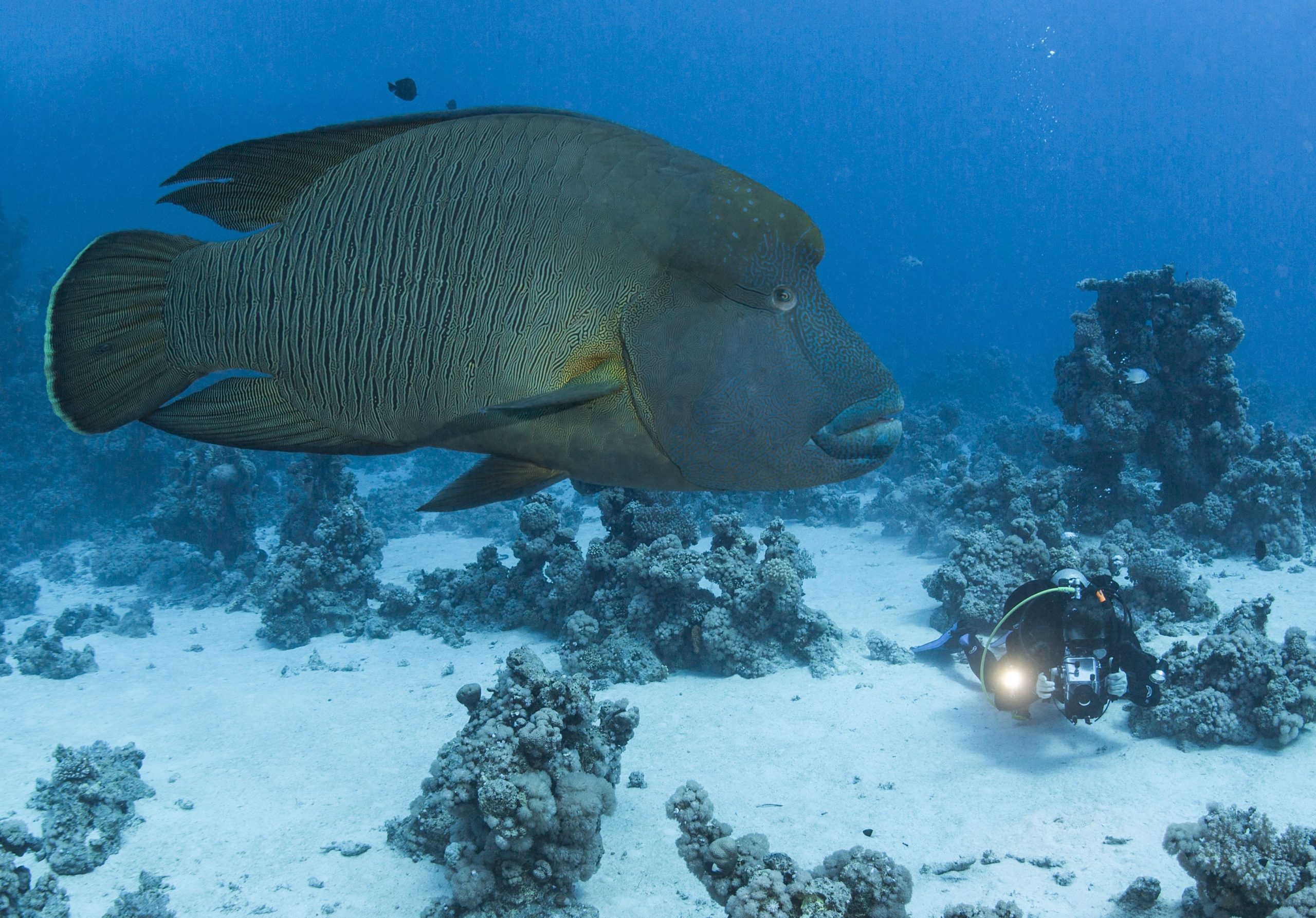 Consumidores cada vez mais preocupados com estado dos oceanos