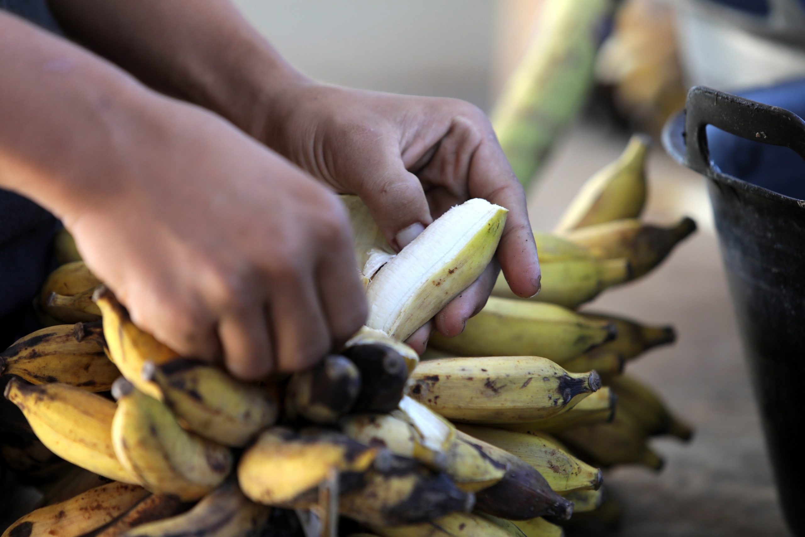Fruta misteriosa: no Reino Unido há quem deixe pratos com bananas na rua, e os moradores querem respostas