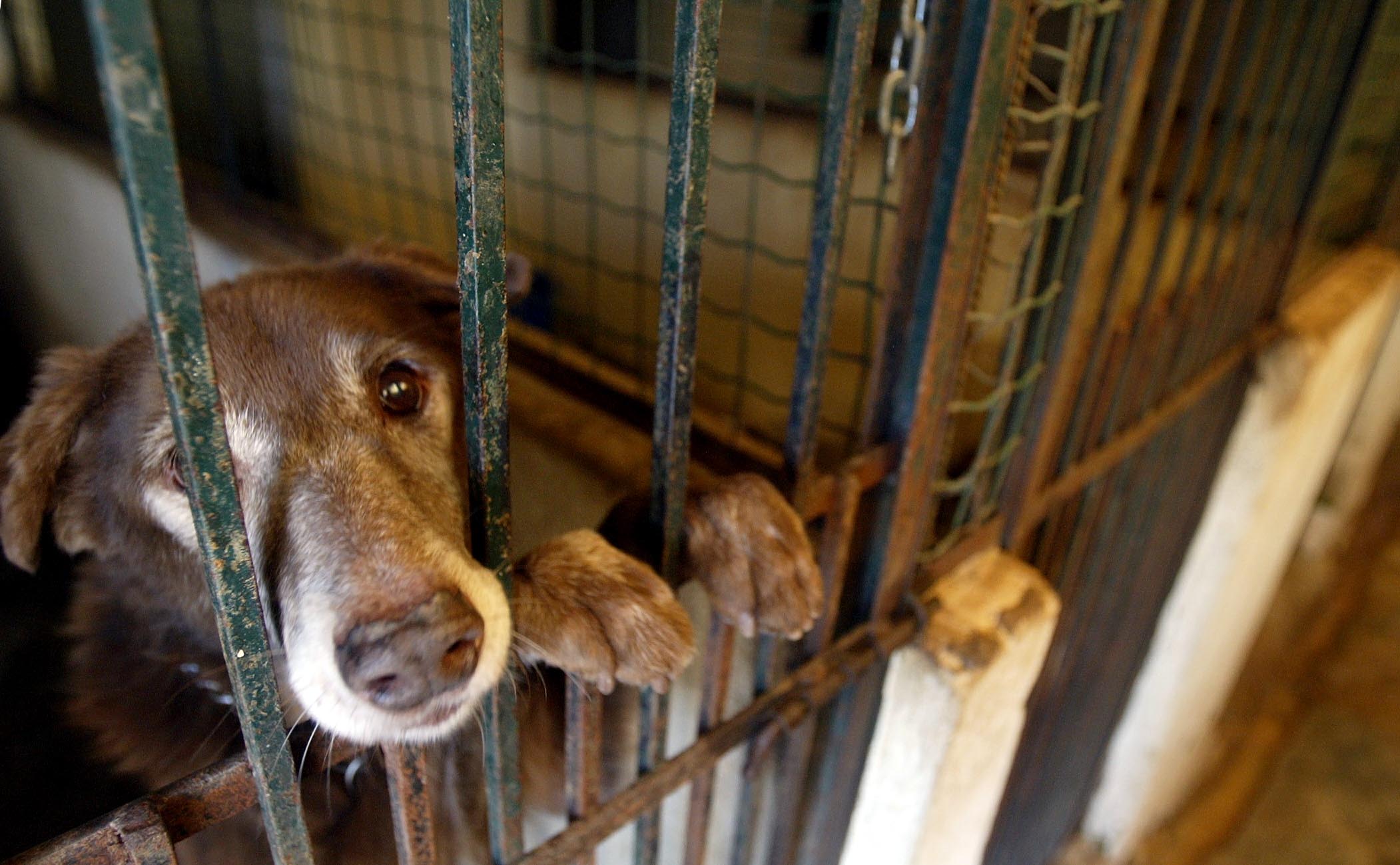 Governo vai manter concursos para esterilização de animais e ampliação de canis