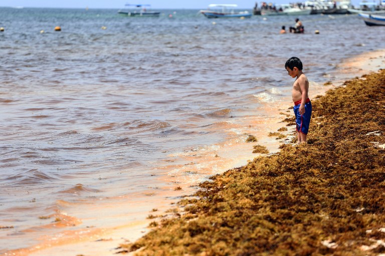 México. Águas turquesa da Riviera Maya tornam-se castanhas devido a invasão de algas