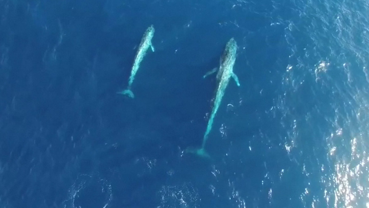 Momento raro: baleias-azuis captadas por drone no oceano Antártico
