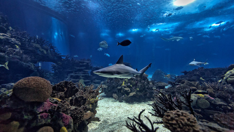 Oceanário de Lisboa chegou hoje aos 20 milhões de visitantes