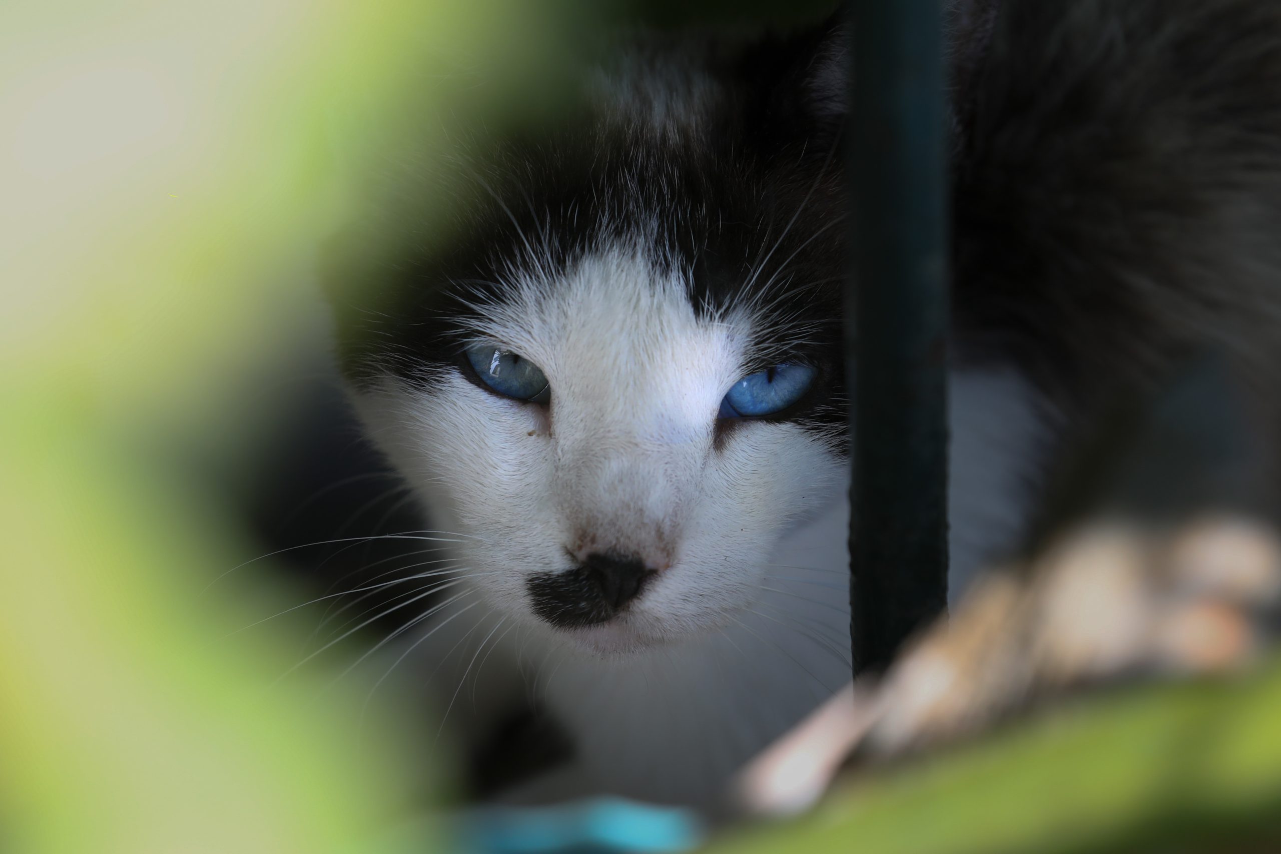Centenas de gatos foram raptados por grupos não identificados no Barreiro
