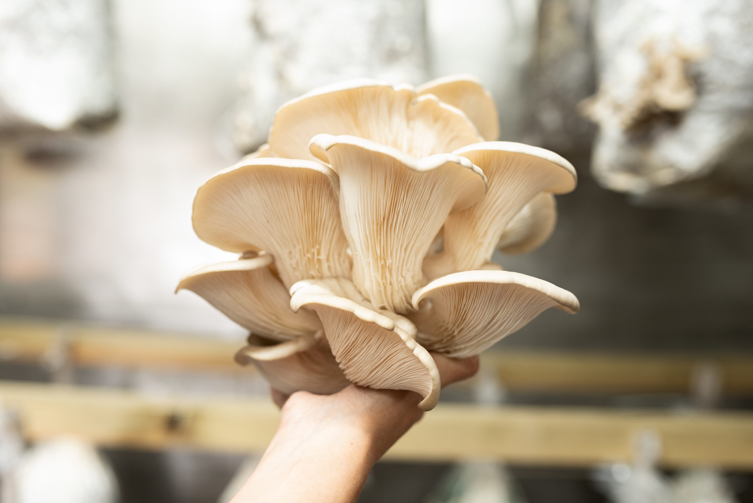 De uma cave a quinta urbana. Como a NÃM produz cogumelos a partir de borras de café