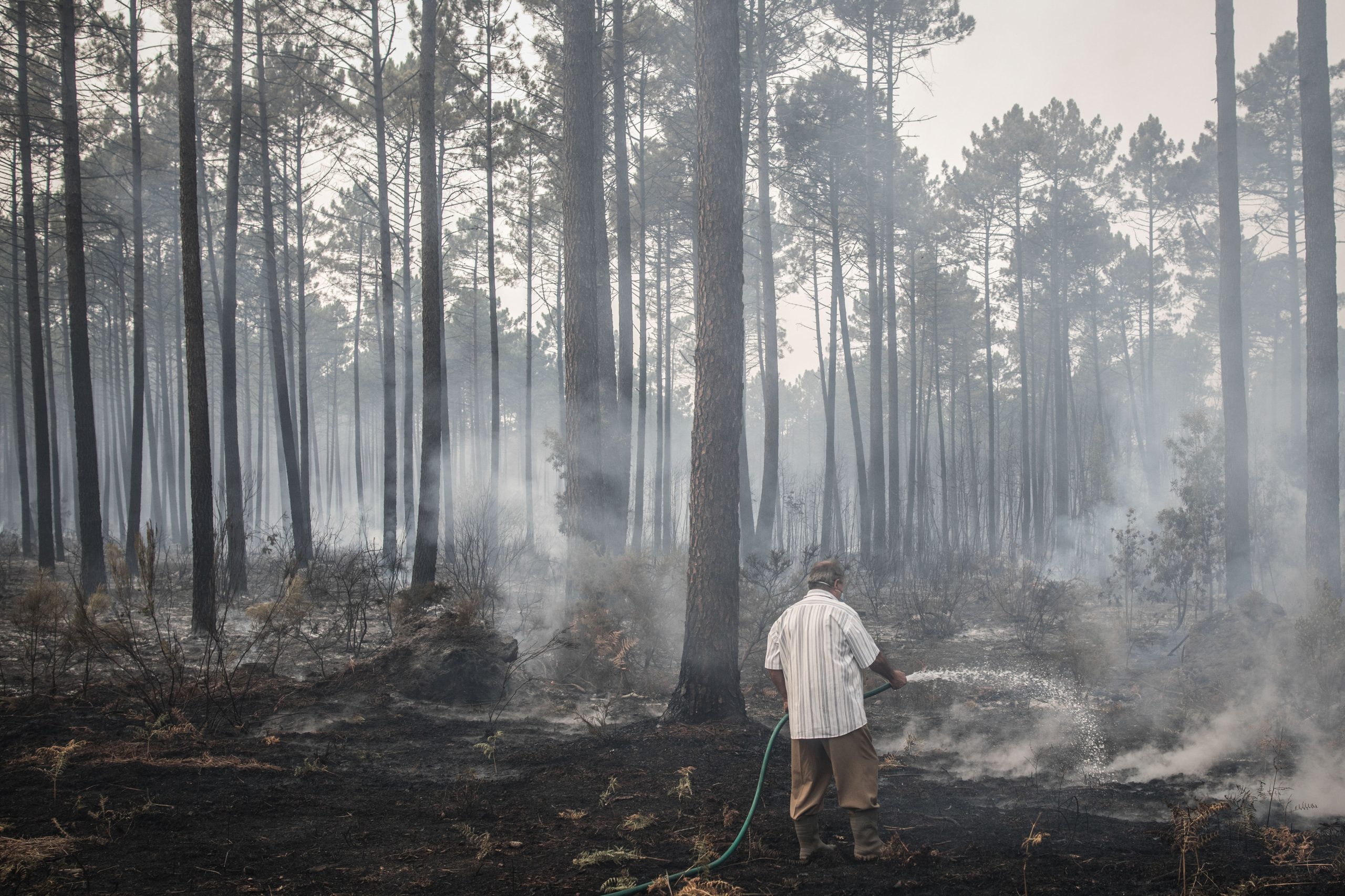 Incêndios: Agricultores afetados pelos fogos de 15 de outubro começam hoje a receber apoios