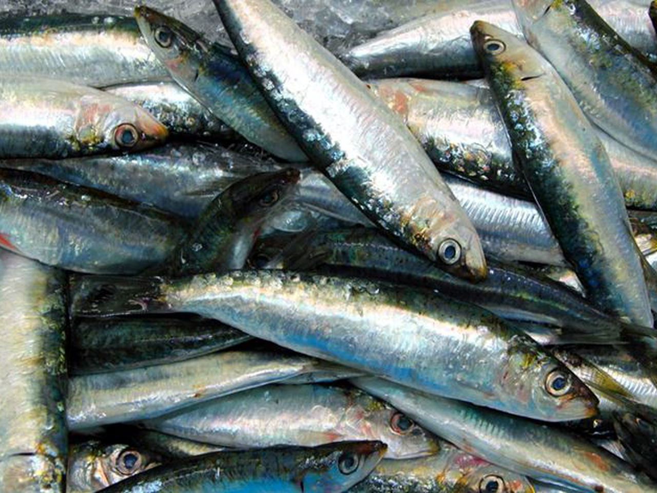 Responsável da UE diz ser difícil regresso do POSEI-Pescas aos Açores