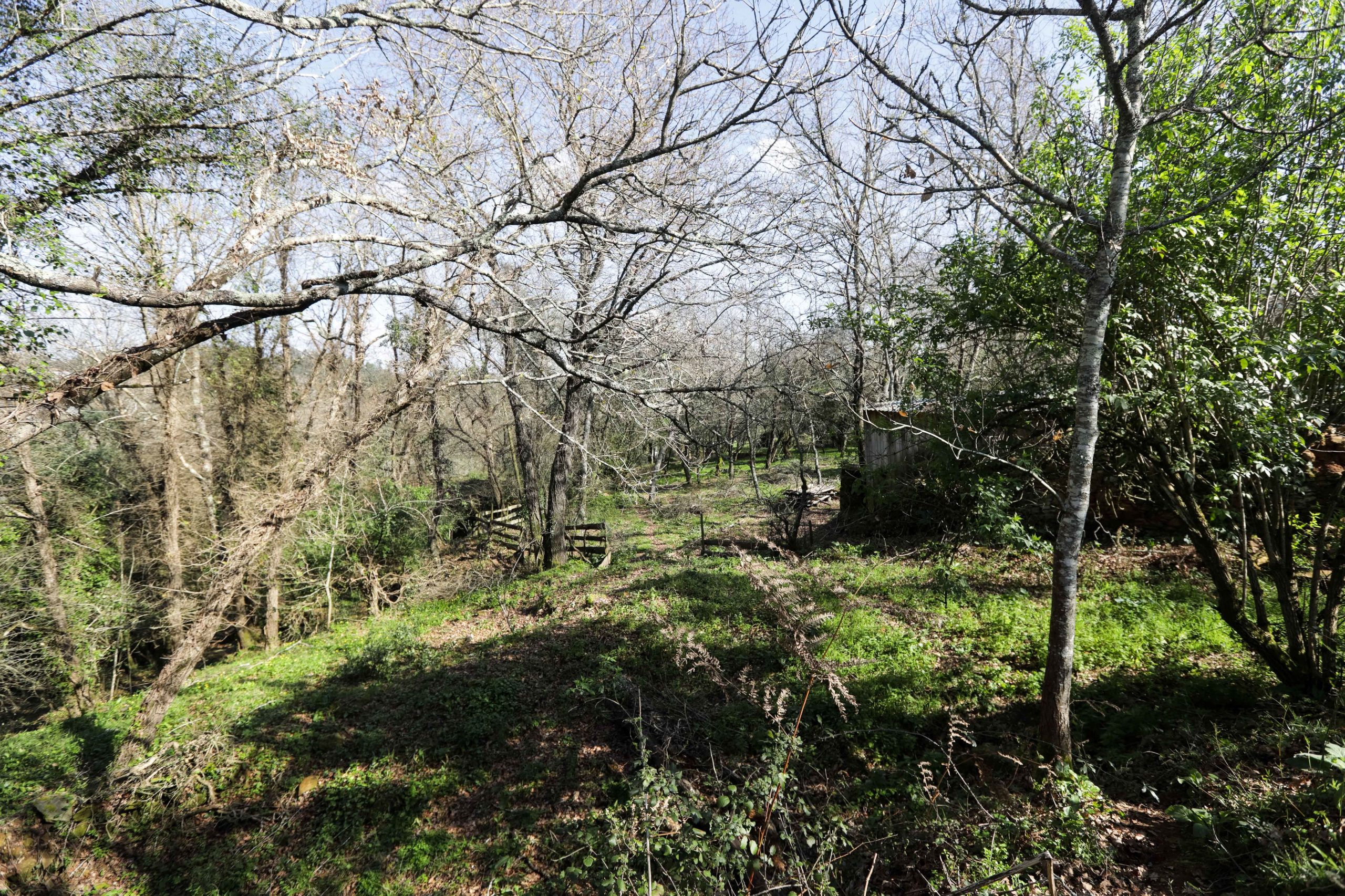 Projeto quer criar ilhas de biodiversidade em Vila Nova de Poiares e concelhos vizinhos