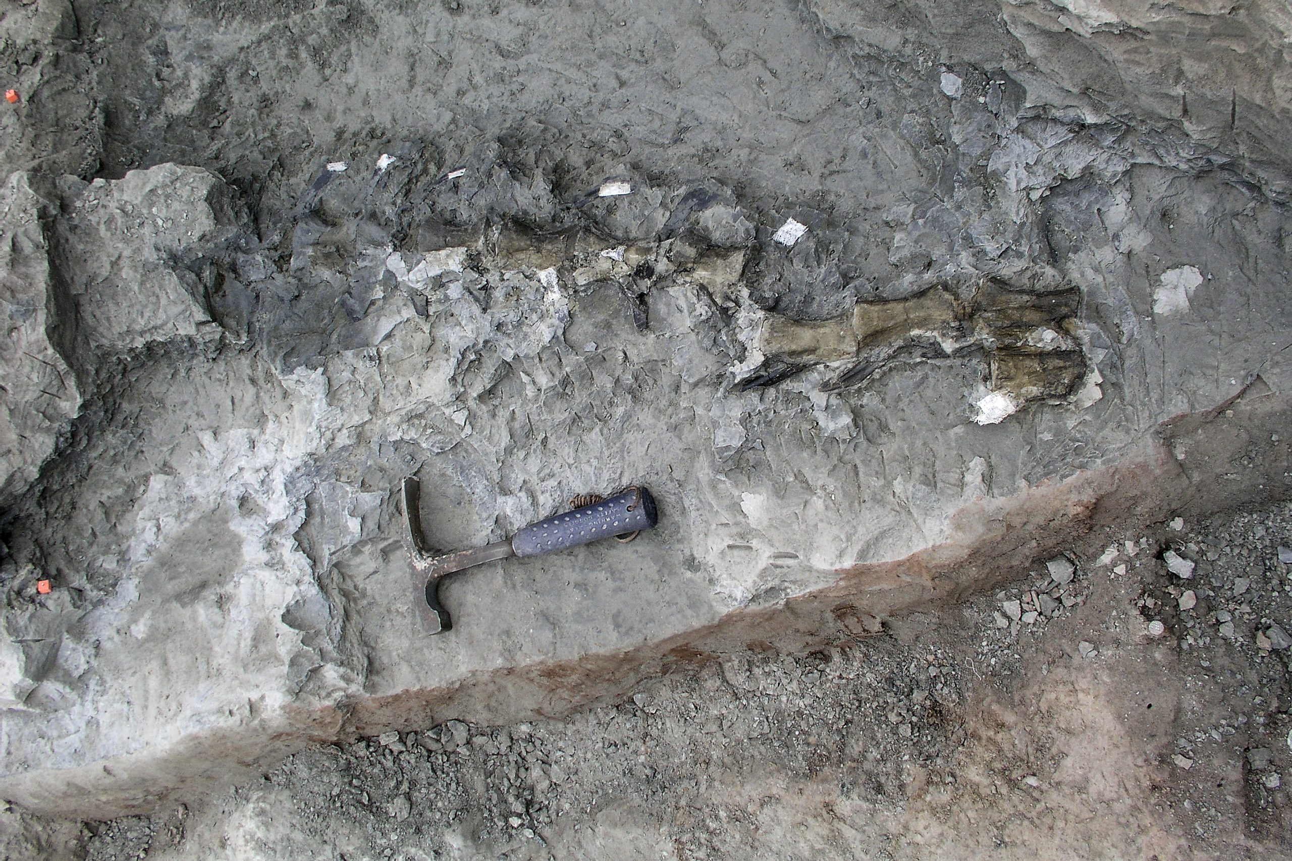 Encontrado fóssil de dinossauro de 70 milhões de anos debaixo do estacionamento do Museu de Denver