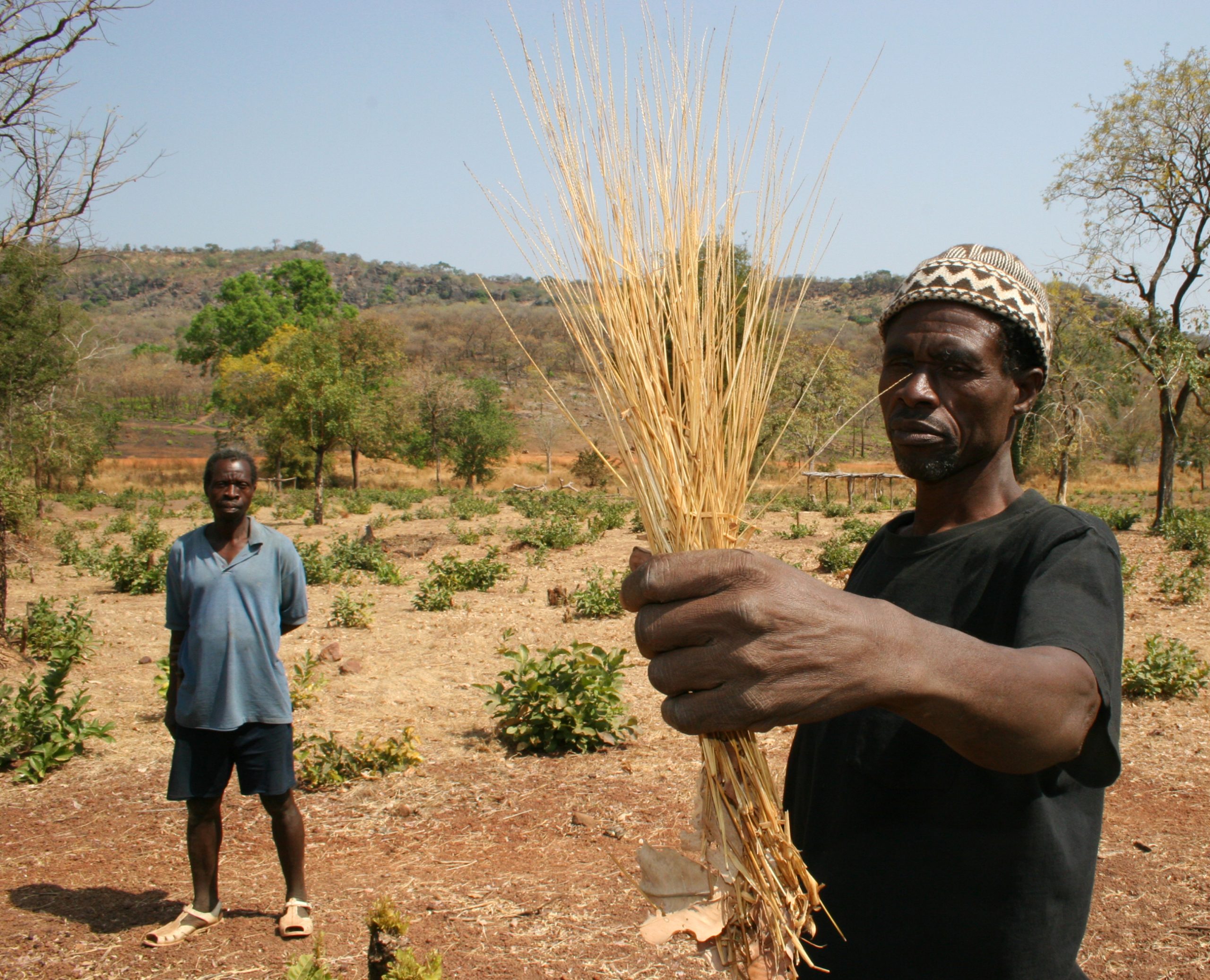 Fonio, o ‘grão milagroso’ senegalês que surge como alimento saudável do futuro