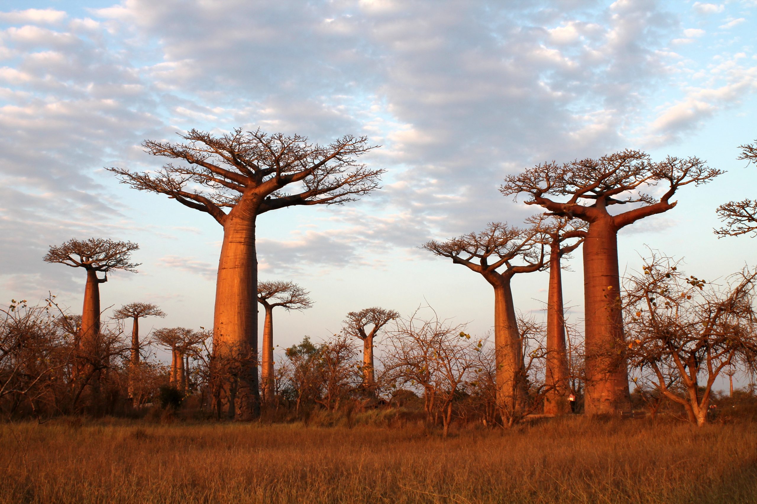 Os baobás africanos são tão grandes que lá dentro cabem 40 pessoas. Mas estas árvores estão a morrer