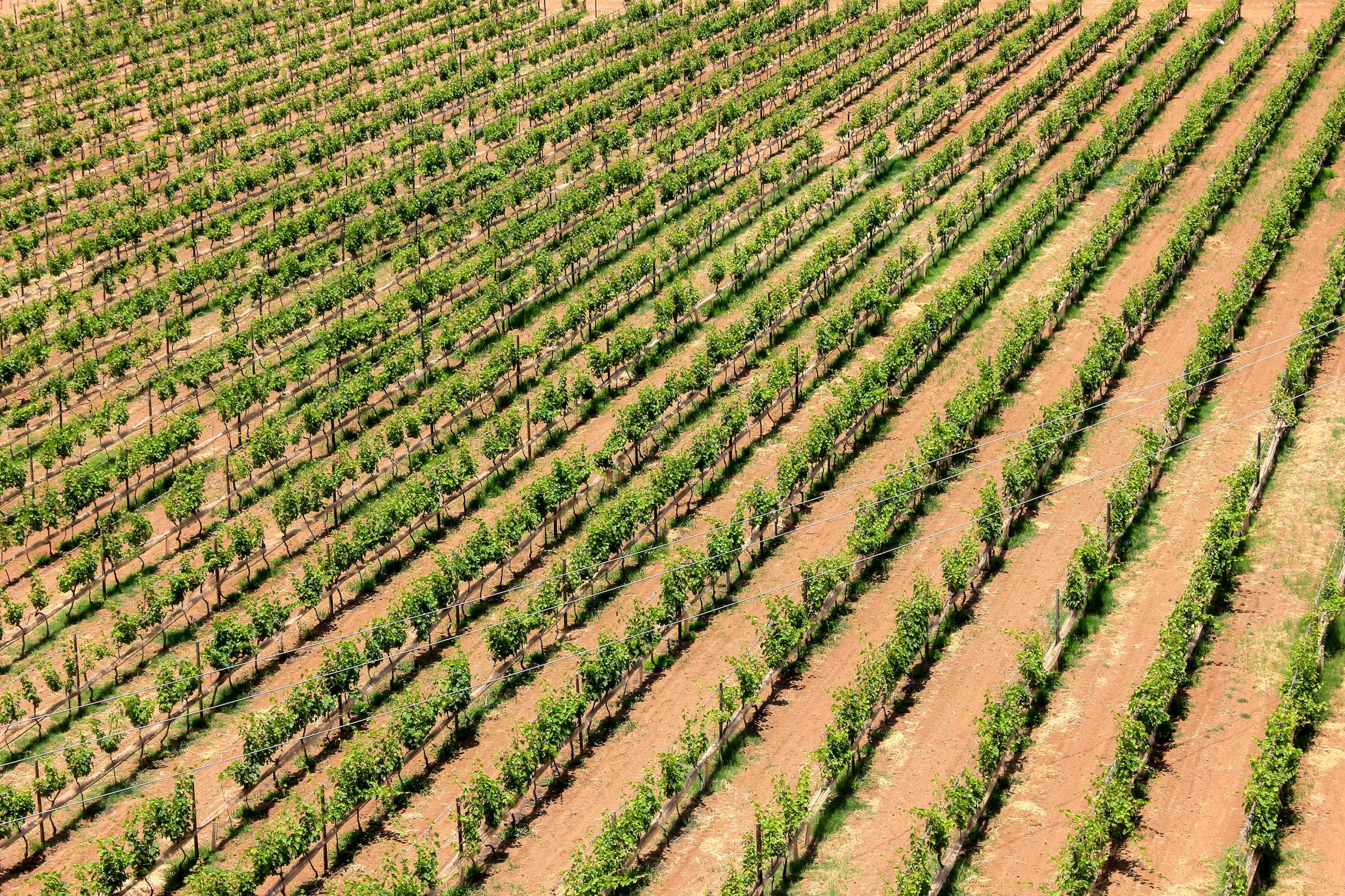 Turismo do Alentejo ‘aplaude’ Cidade do Vinho 2025 nos concelhos da Serra d’Ossa