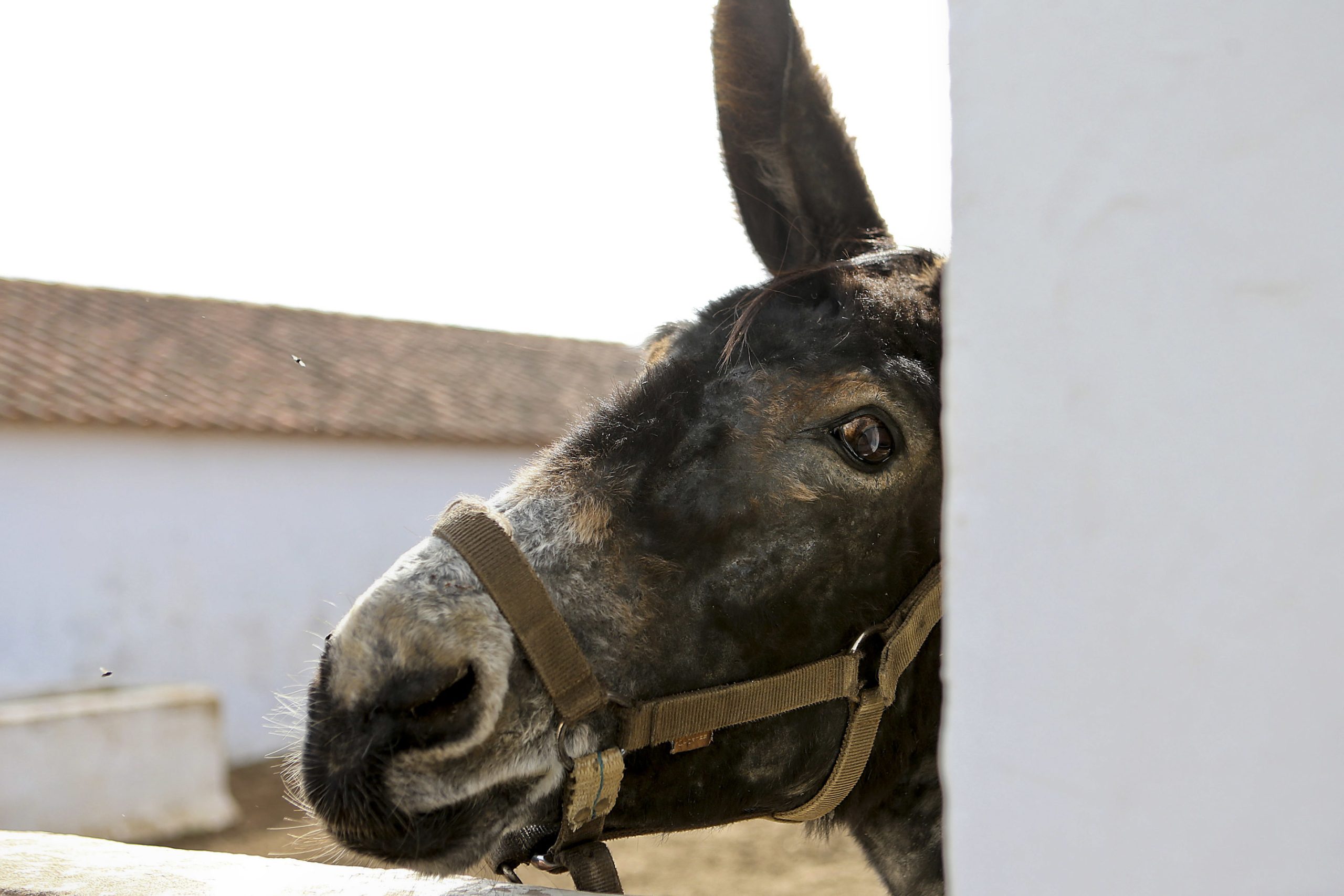 “Tanto burro, mas não estão aí todos”. Alqueidão da Serra exibe coleção com cerca de 450 em diversos materiais