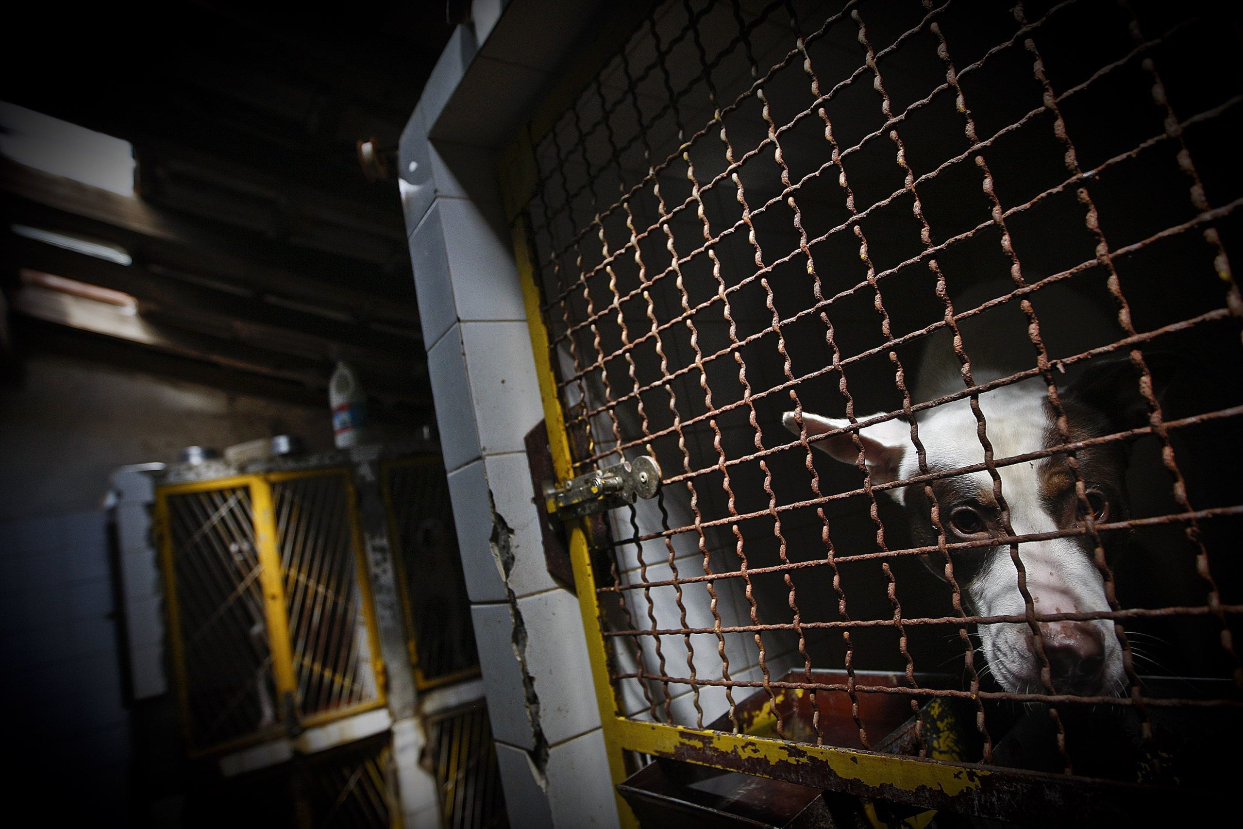 Câmaras sem tempo e dinheiro para acabar com abate de animais nos canis