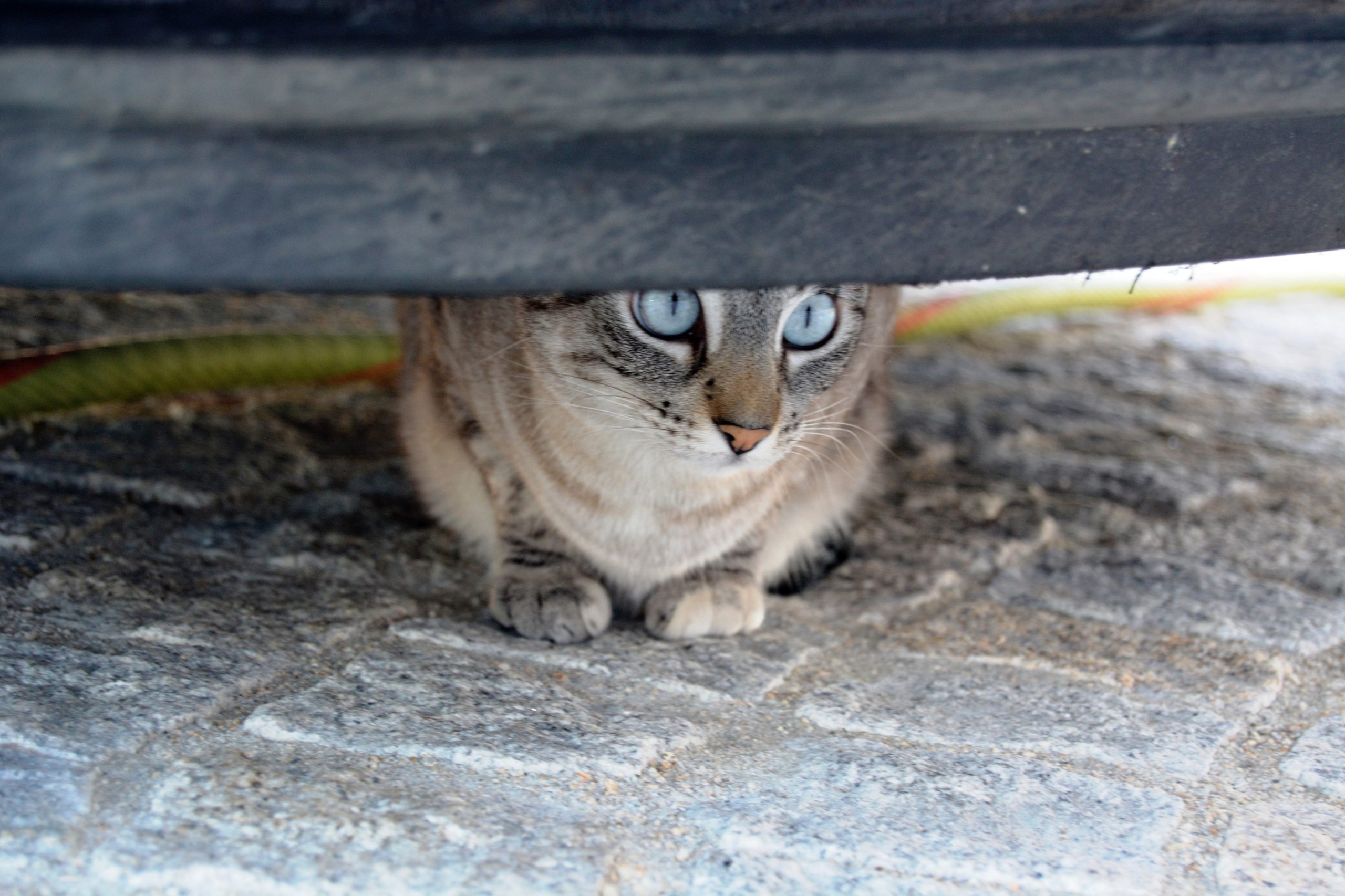 “Patrulha Gato” entra em ação este mês em Lisboa