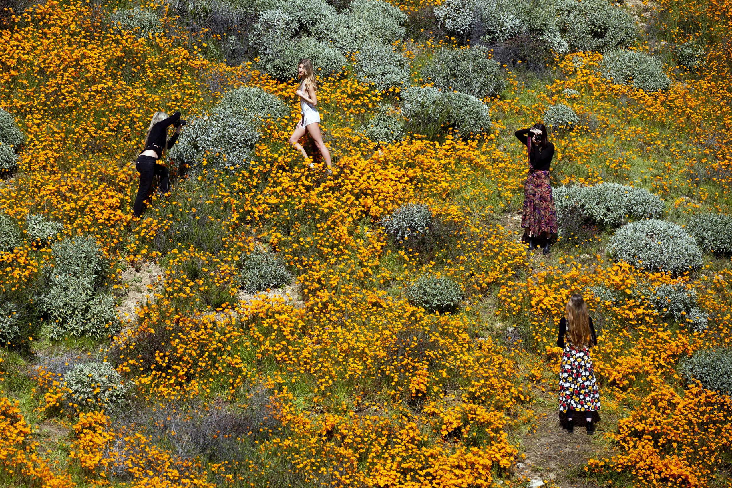 Para esta cidade norte-americana, a beleza da primavera transformou-se num pesadelo floral