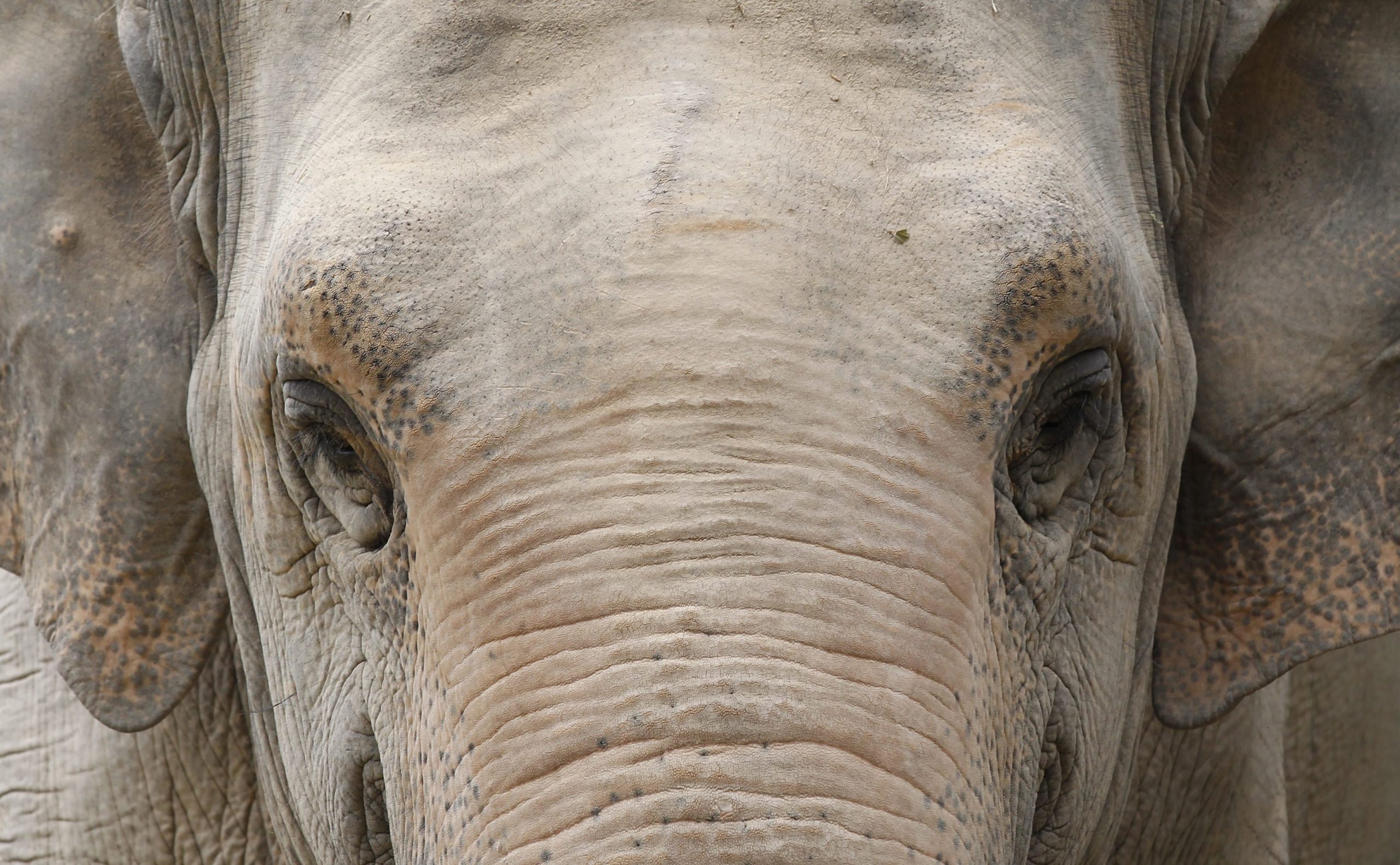 CITES impõe limites a captura de elefantes para zoos