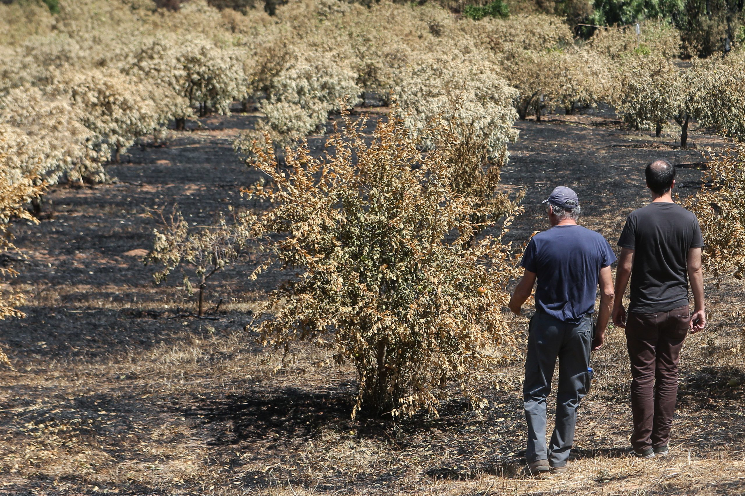 Contacto de cabo elétrico com eucalipto causou fogo de Monchique em 2018