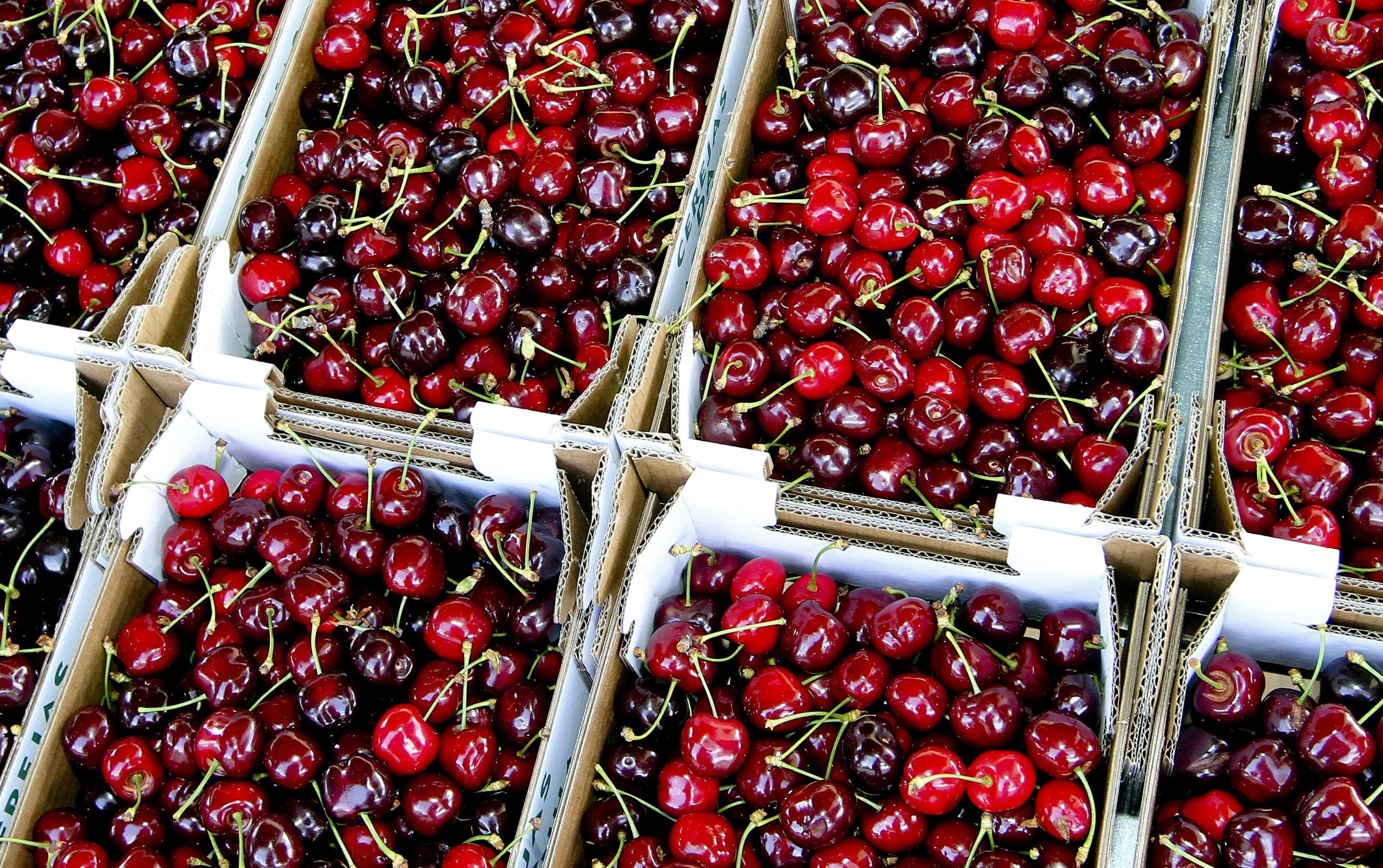 Temperaturas baixas na floração provocam quebras de 70% na cereja do Fundão