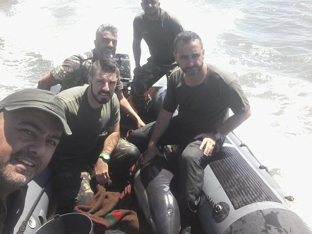 Fuzileiros resgatam golfinho encalhado no Rio Coina