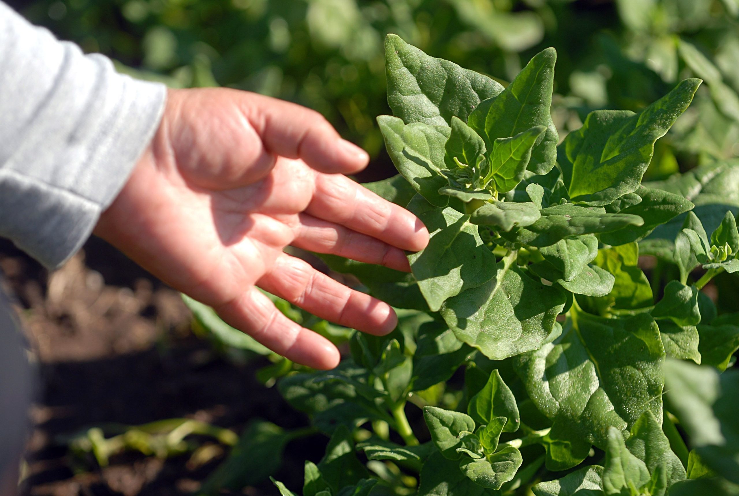 Ácido gordo ómega 3 vegetal também é benéfico para o coração