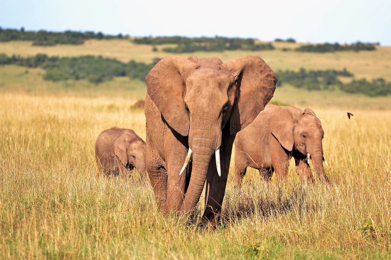 Natureza em colapso: 73% das populações animais selvagens vão desaparecer em 50 anos