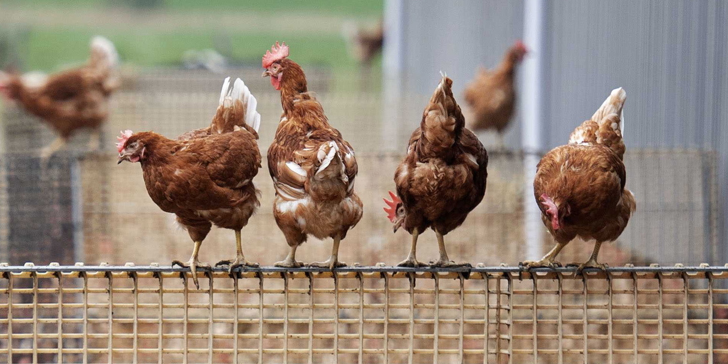 Gripe das Aves, manter as medidas de segurança é crucial