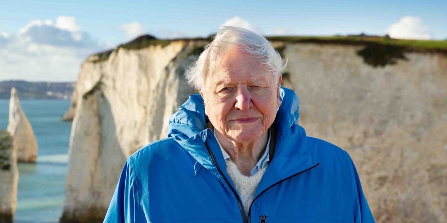 David Attenborough: 100 anos e o nome numa vespa