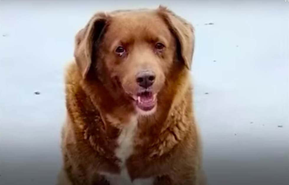 Festa de aniversário do cão mais velho do mundo reúne pessoas de vários pontos do mundo