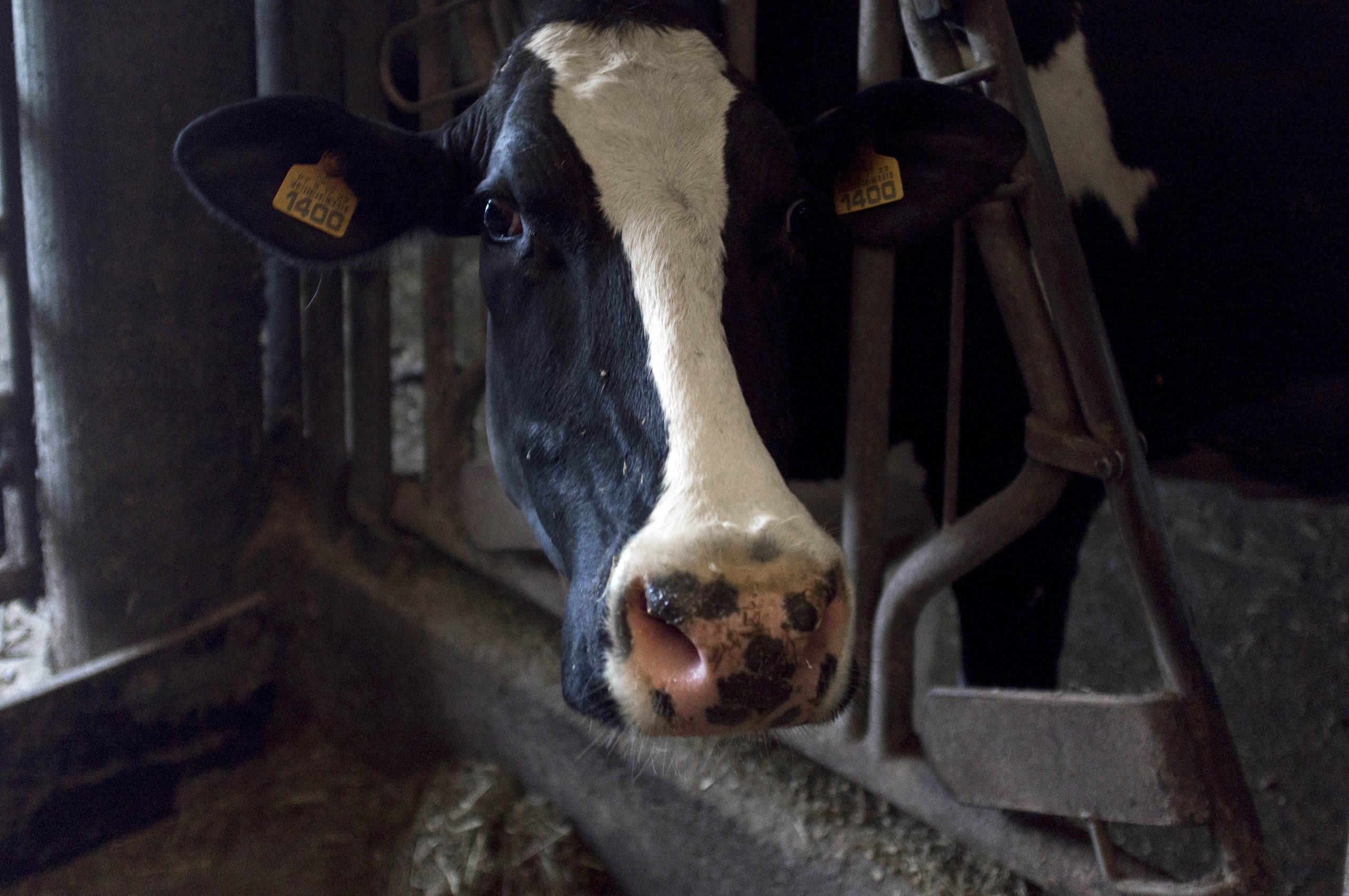 GNR investiga morte “estranha” de 25 vacas por intoxicação em Almodôvar