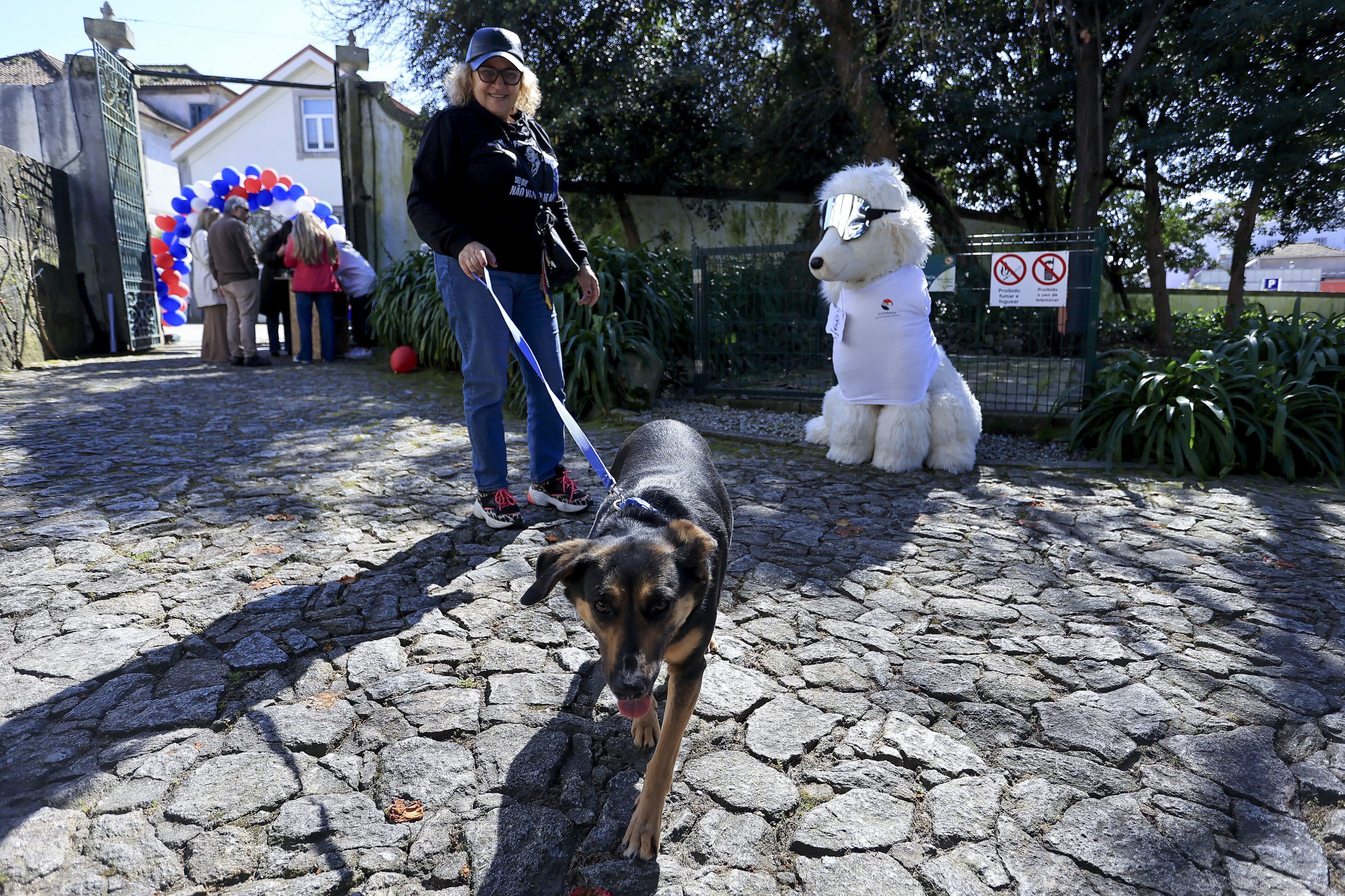 Musicão, o concerto para angaria 2500 euros para resgatar animais