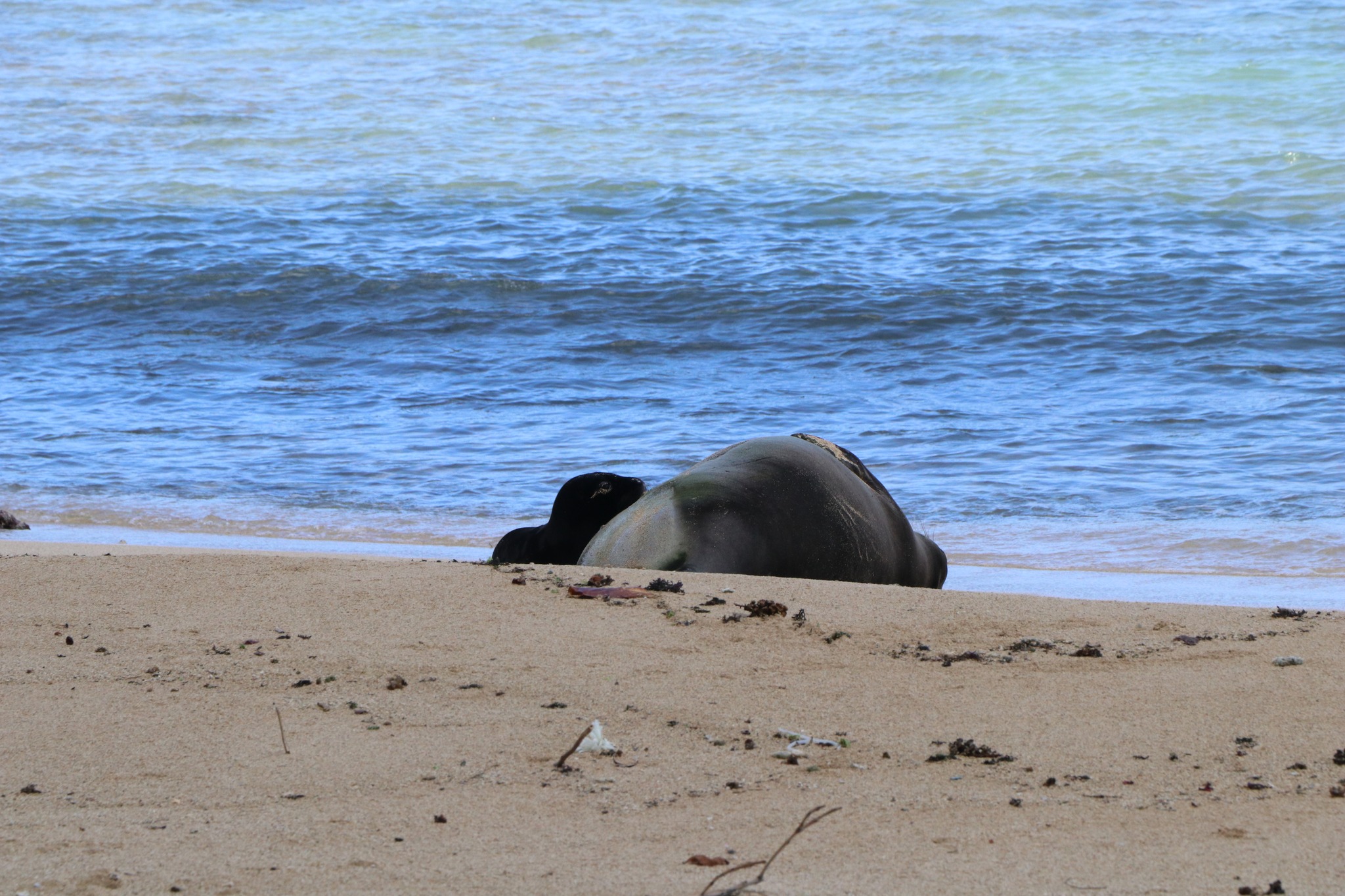 Cercas e polícia numa praia do Hawai para proteger uma mãe foca