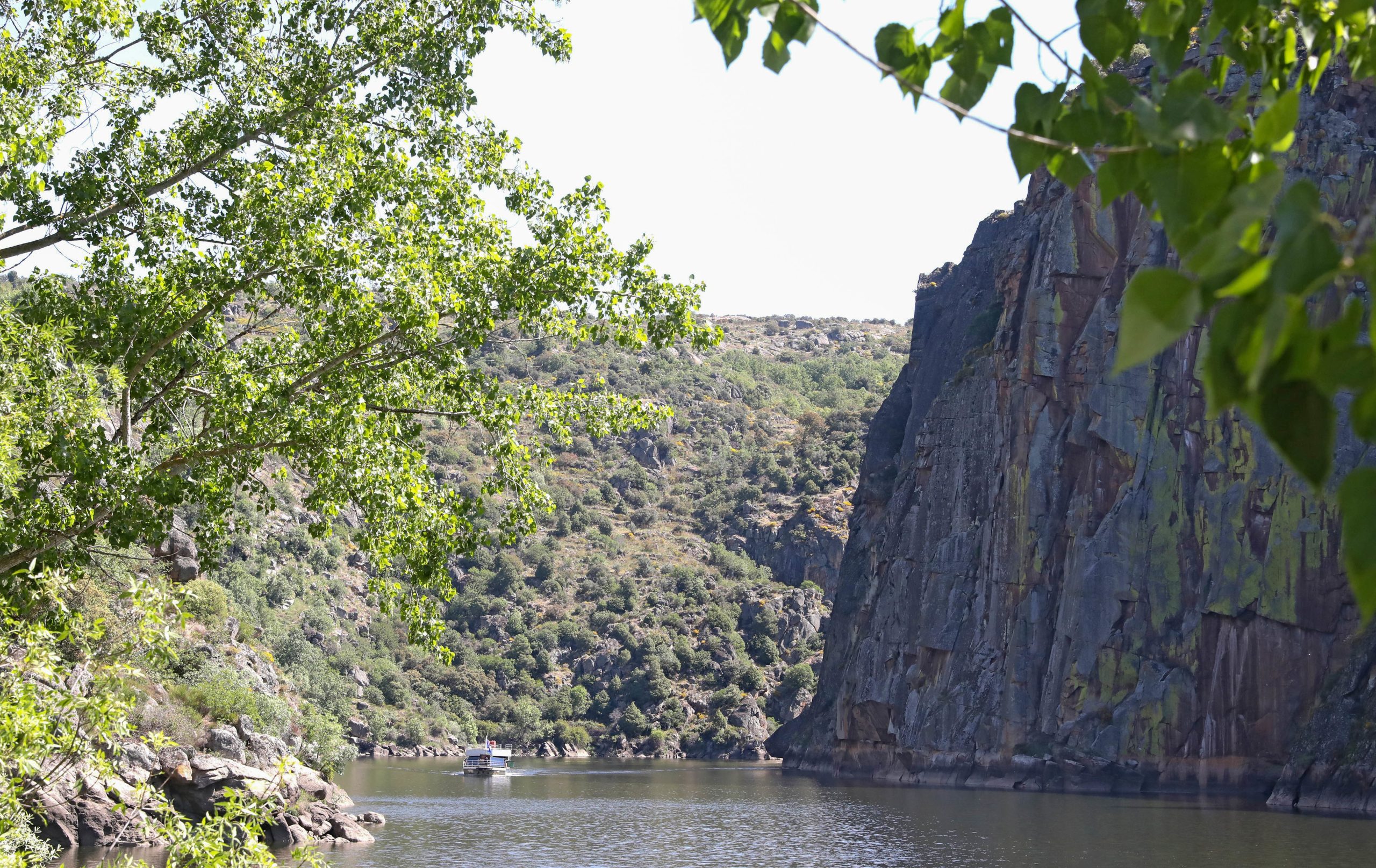 Portugal e Espanha com programa para reintroduzir quebra-ossos no Douro Internacional