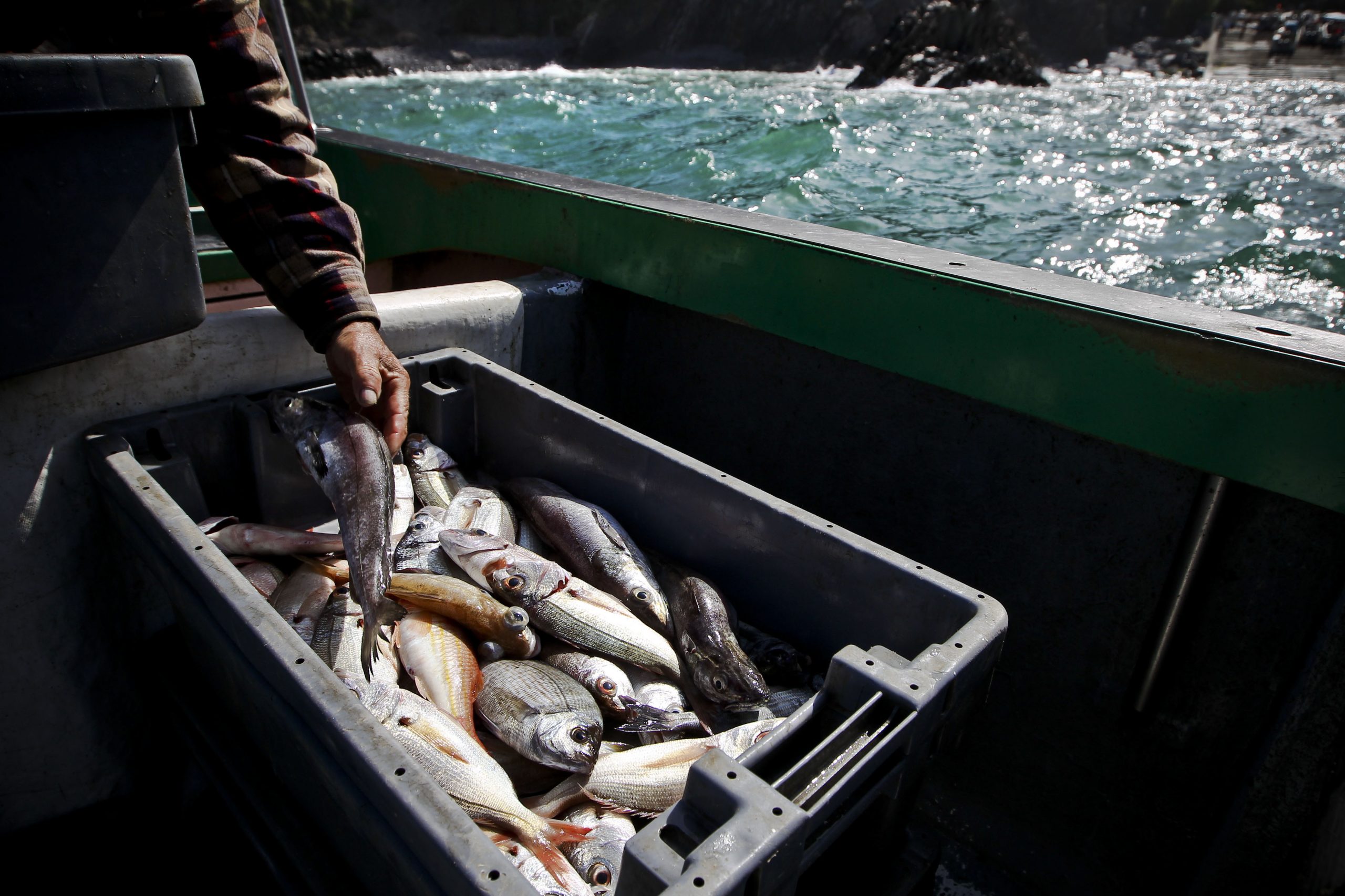 Quantidade de peixe capturado em 2016 foi a 2.ª mais baixa desde 1969