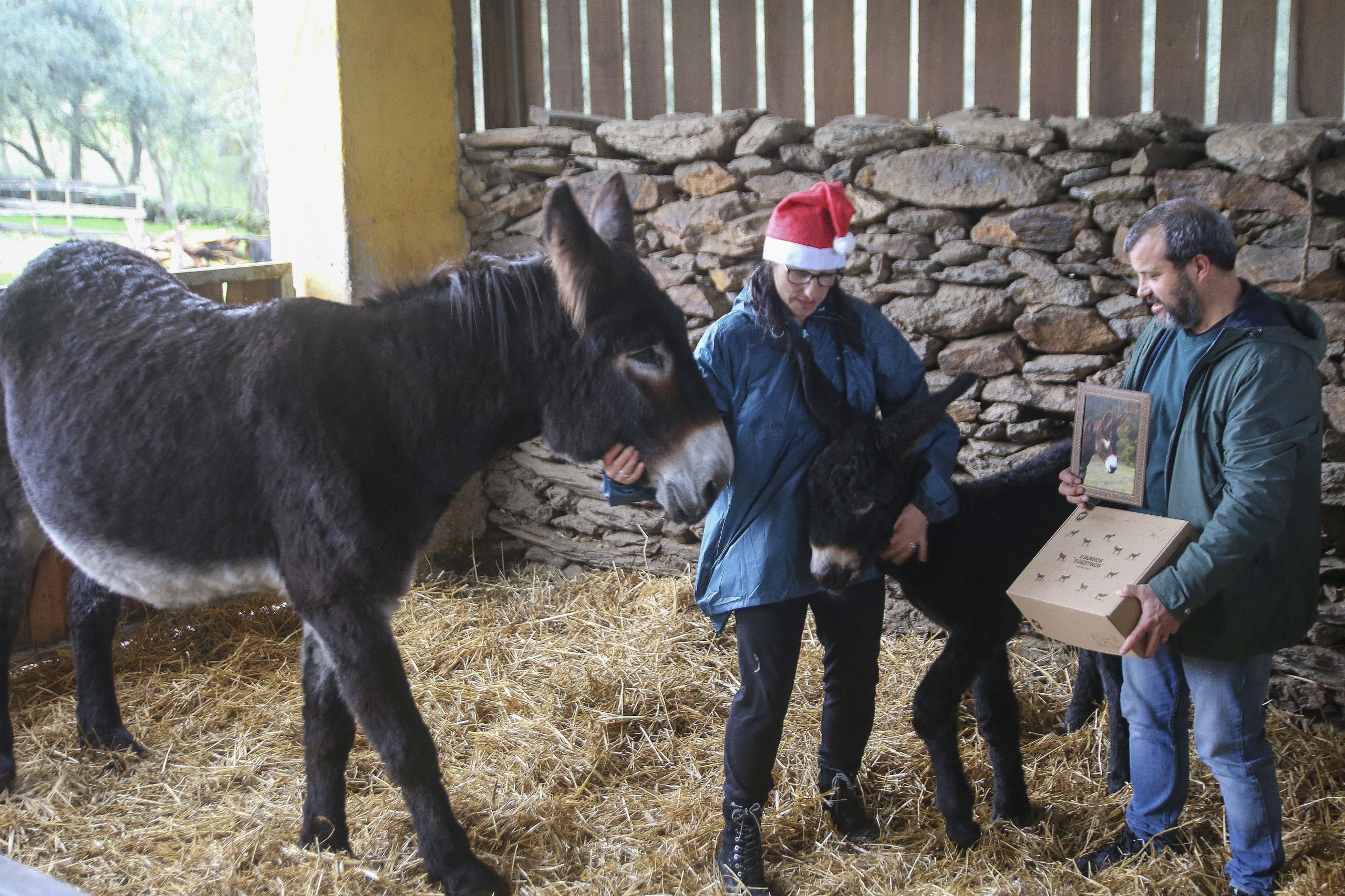 Mais de 3.000 burros de Miranda apadrinhados em 18 anos
