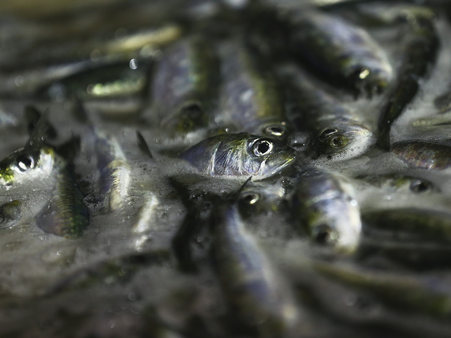 ANOP Cerco considera que quota da sardinha podia ter sido mais aumentada
