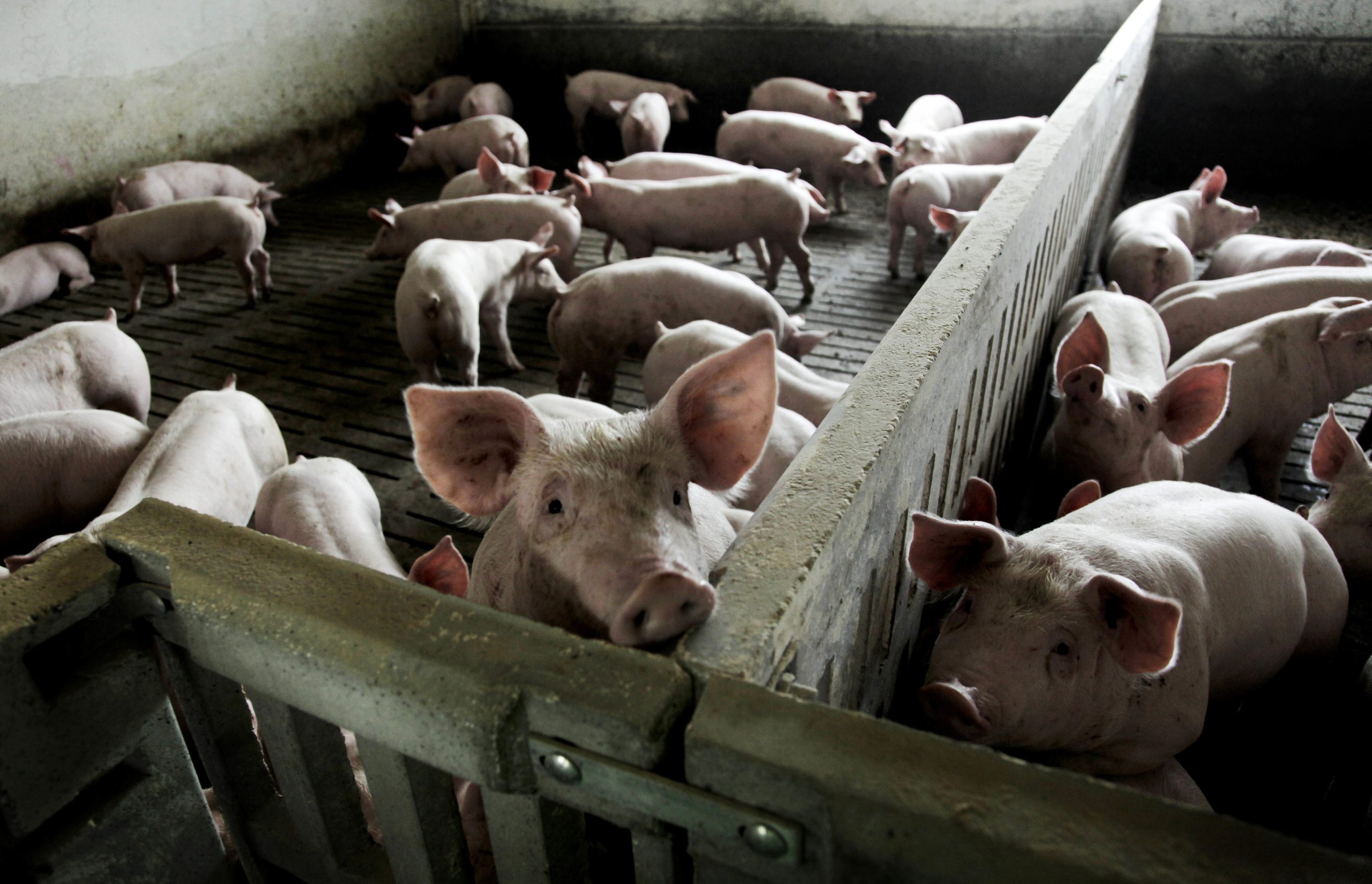 Exportação de pezinhos de porco para a China pode permitir mais 10 milhões de euros de faturação
